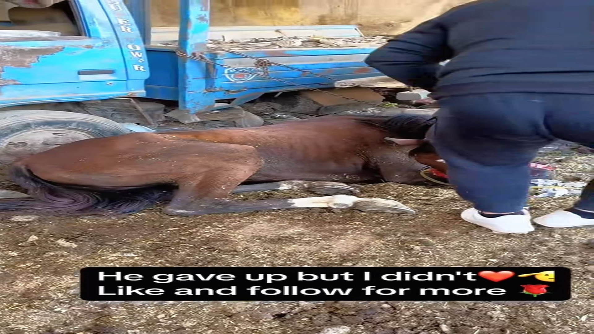 Full rescue here: T1709007_Animal Rescue Story
