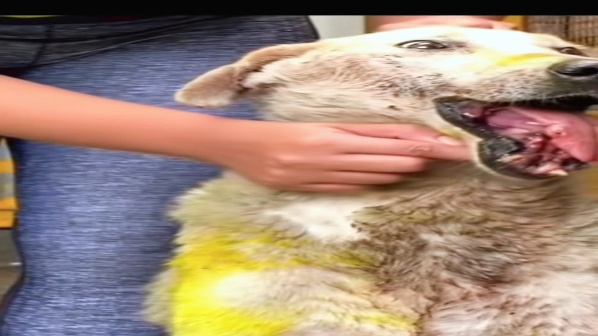 Full rescue here: T1709005_Animal Rescue Story