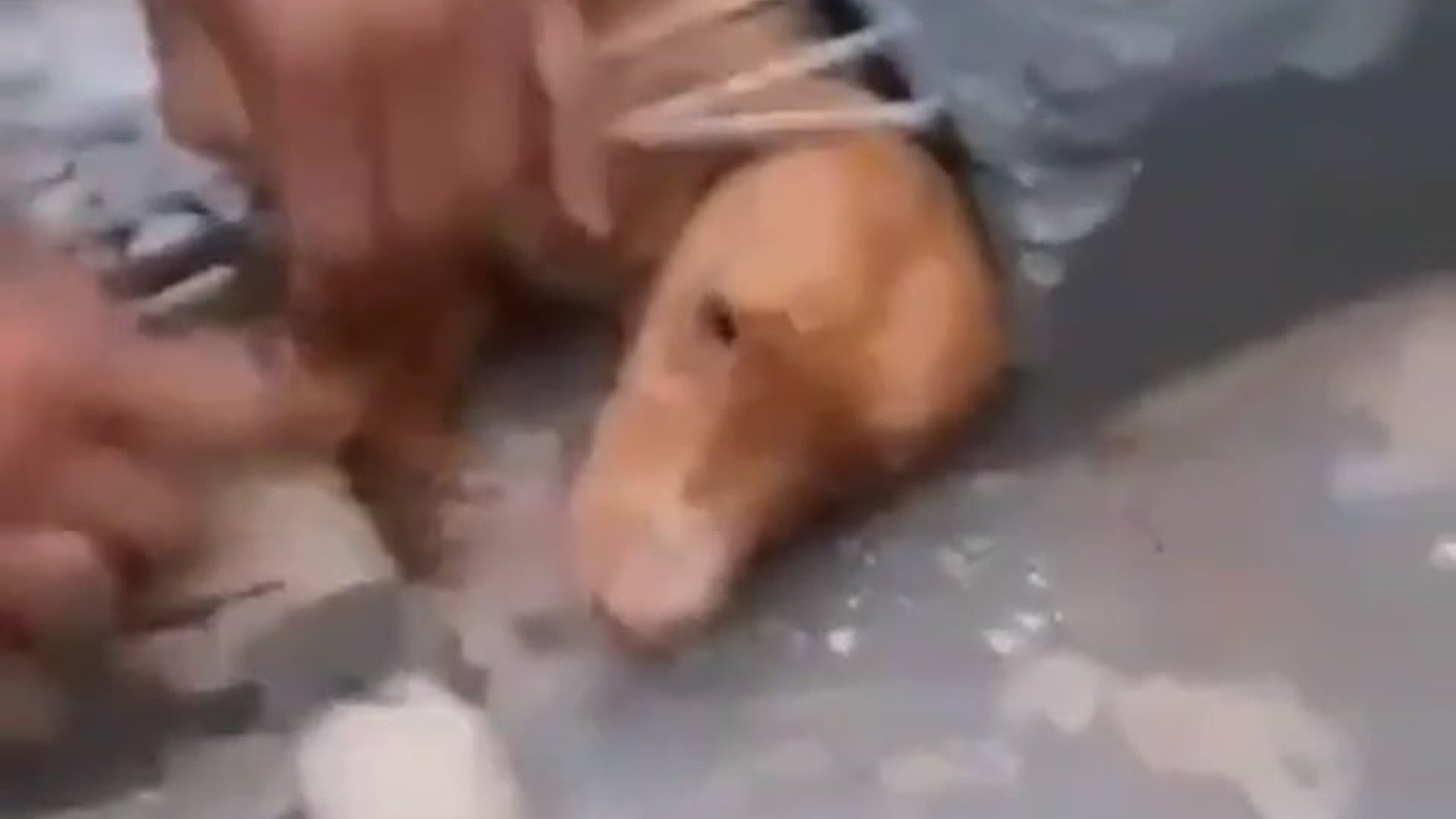 Full rescue here: T1709065_All lives are important. Thank you rescuers!