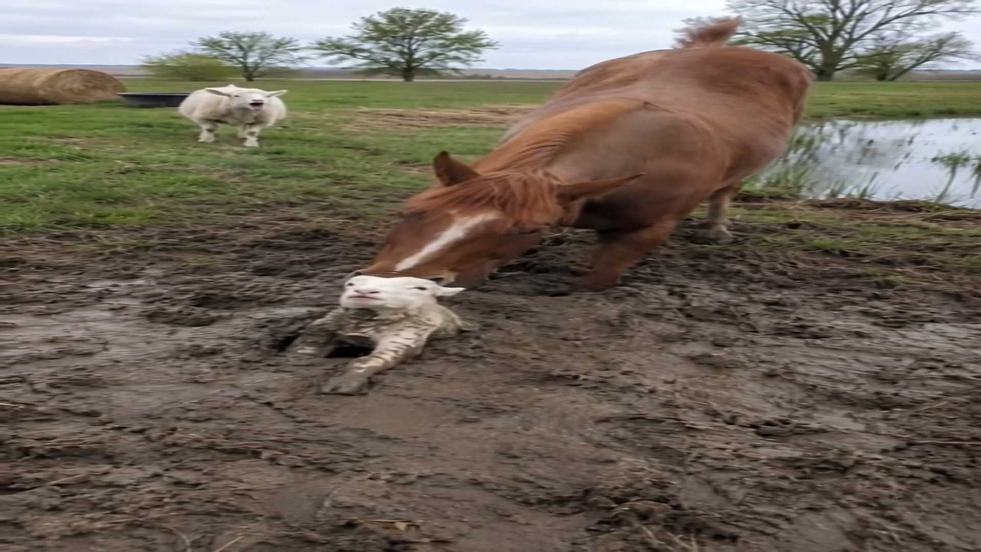 Full rescue here: T1709063_The lamb sinks in the mud and the mare goes in after him. ��