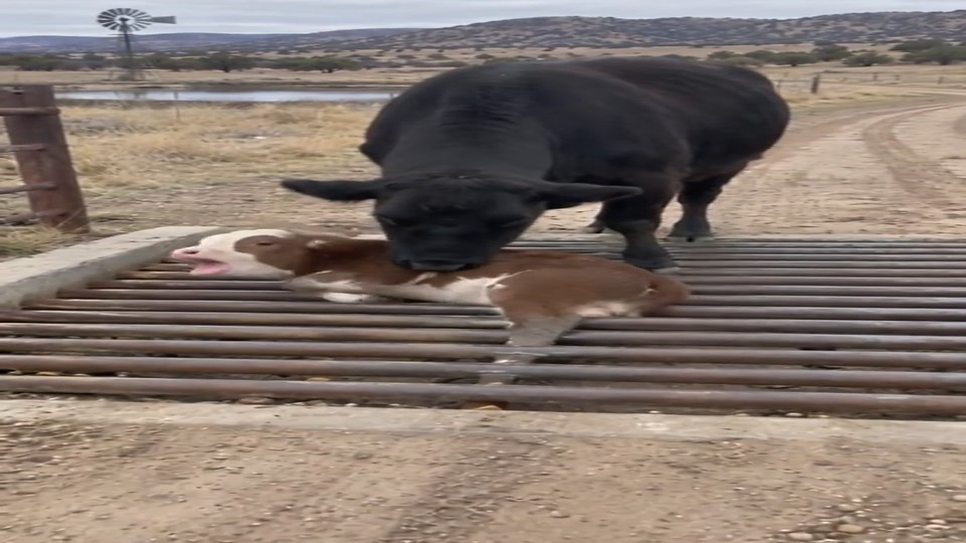 Full rescue here: T1709062_The calf's leg goes through the cattle guard and mom figures it out herself. ��