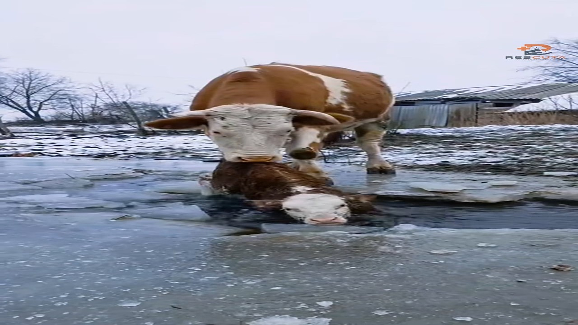 Full rescue here: T1709061_Surviving Cold Feeding a Freezing Stray Dog Rescuta