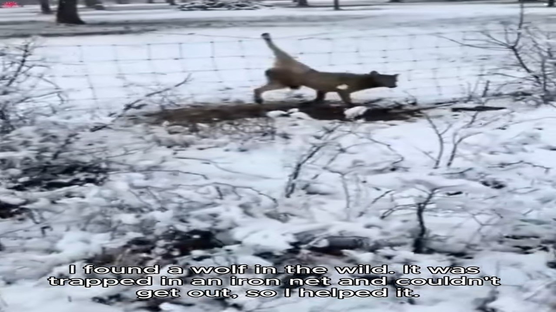 Full rescue here: T2109036_found a wolf in the wild. It was trapped in an iron net and couldn't get out, so l helped it
