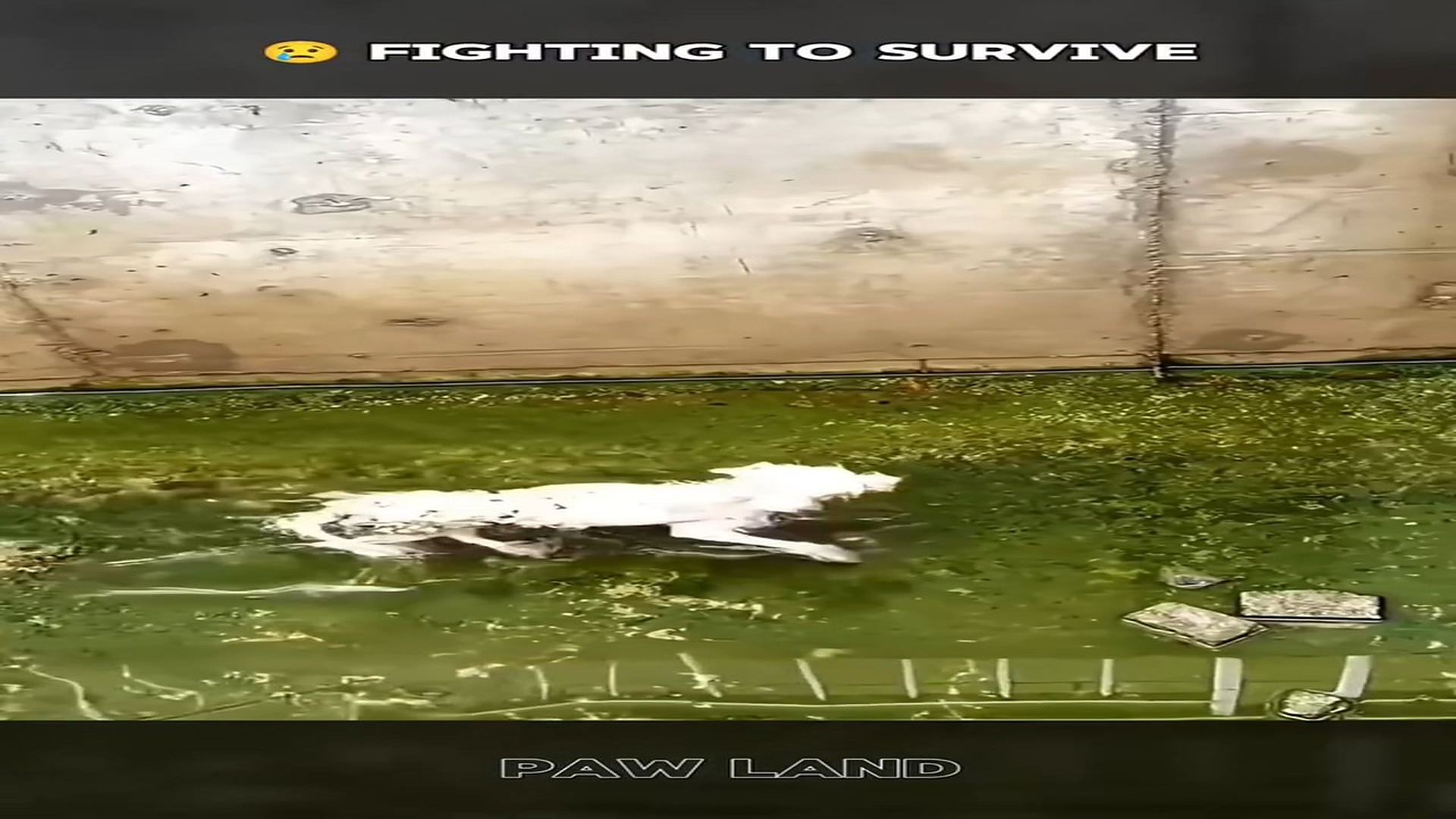 Full rescue here: T2109033_A Frightened Animal Finally Finds Safety