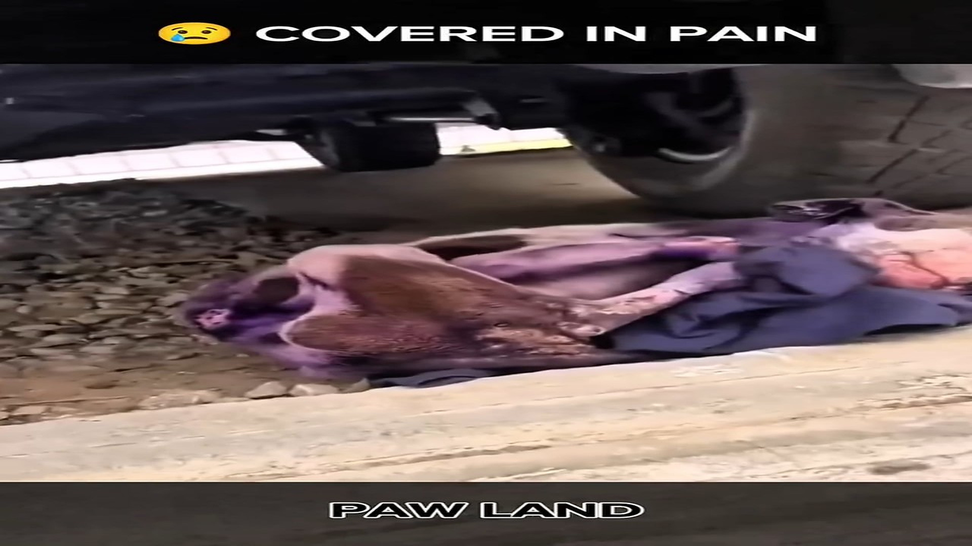 Full rescue here: T2109031_Poor Animal Finally Finds A Safe Place