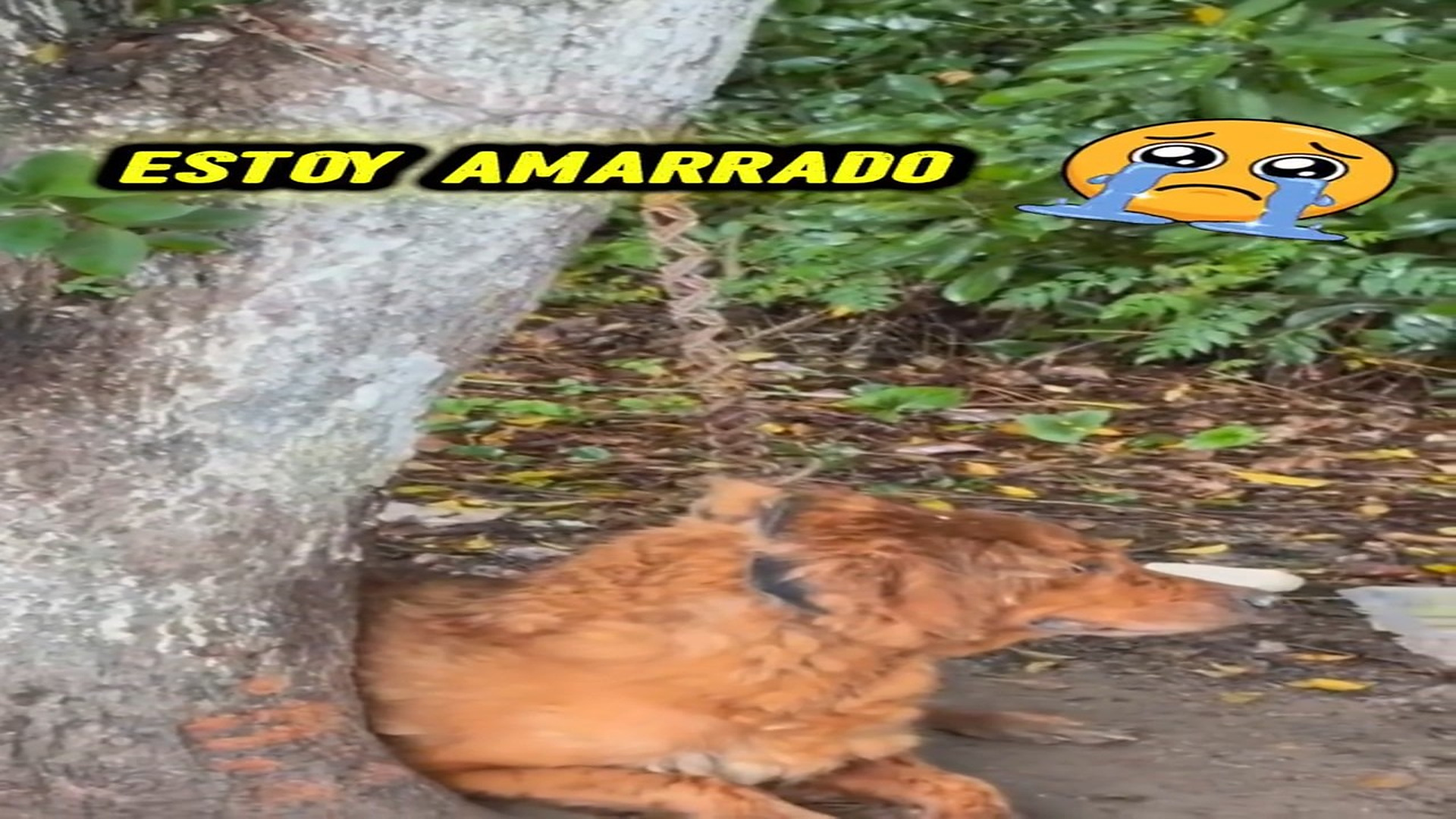 Full rescue here: T2109030_A Lonely Animal Finally Finds Hope