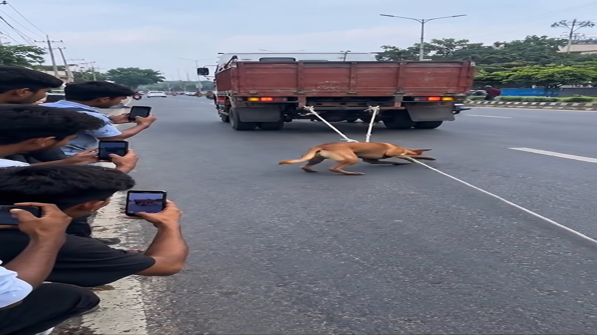 Full rescue here: T2109024_Poor Animal Could Barely Move Before Rescue
