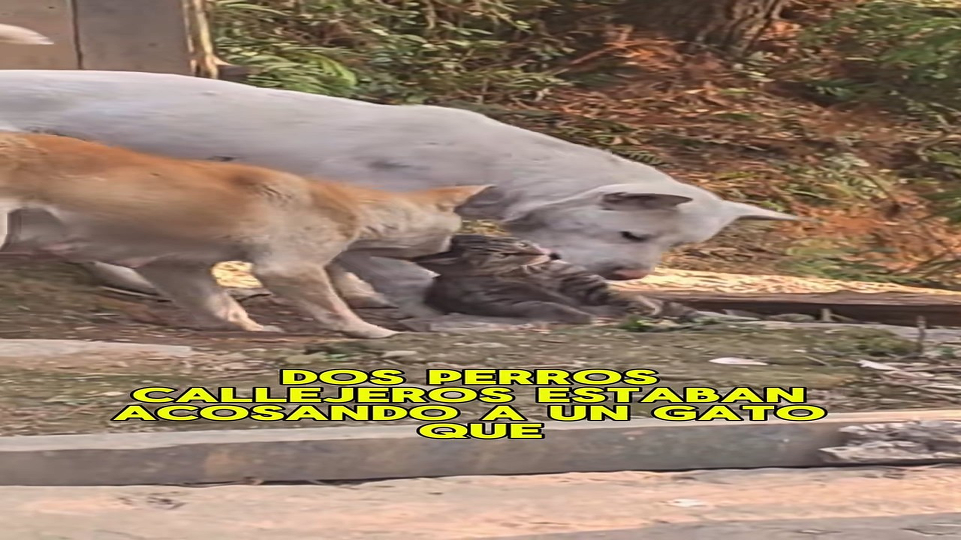 Full rescue here: T2109065_Two stray dogs were bullying a cat, which was unable to fight back and could only expose its belly a