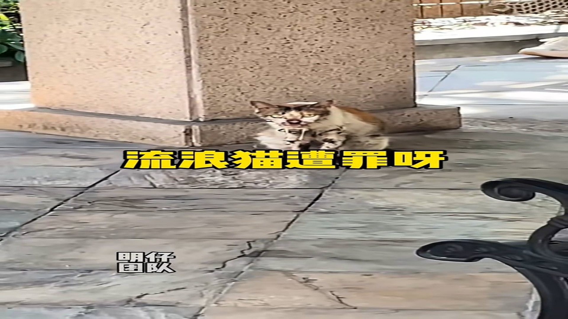 Full rescue here: T2109060_Stray cats are suffering, especially stray cats with stomatitis. If you don't believe it, you can se