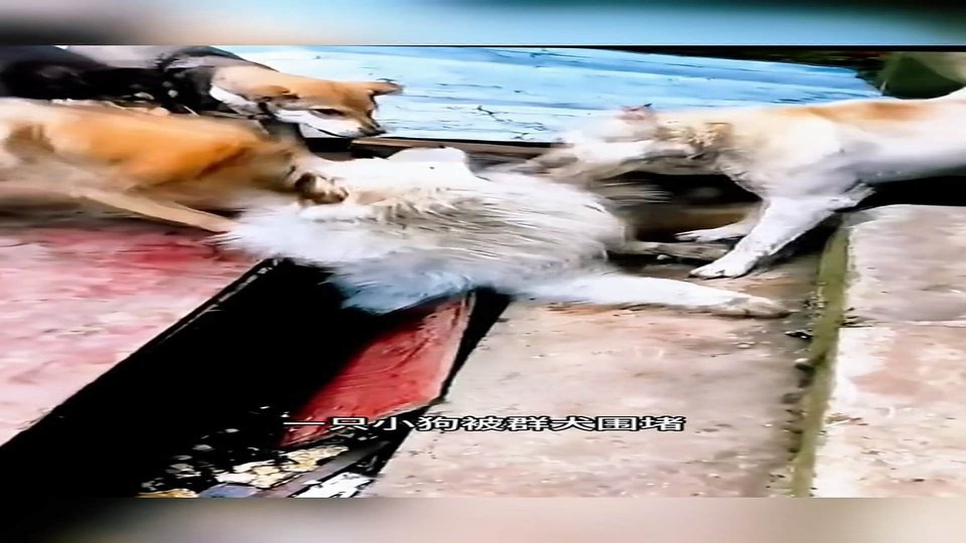 Full rescue here: T2109052_Trapped Animal Cries For Rescue