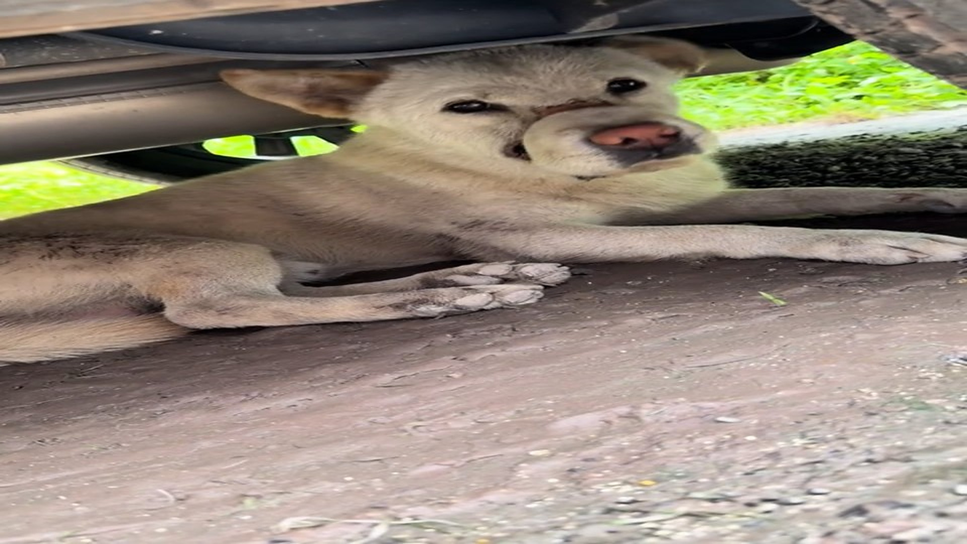 Full rescue here: T2109050_Rescuers Race To Save A Helpless Animal