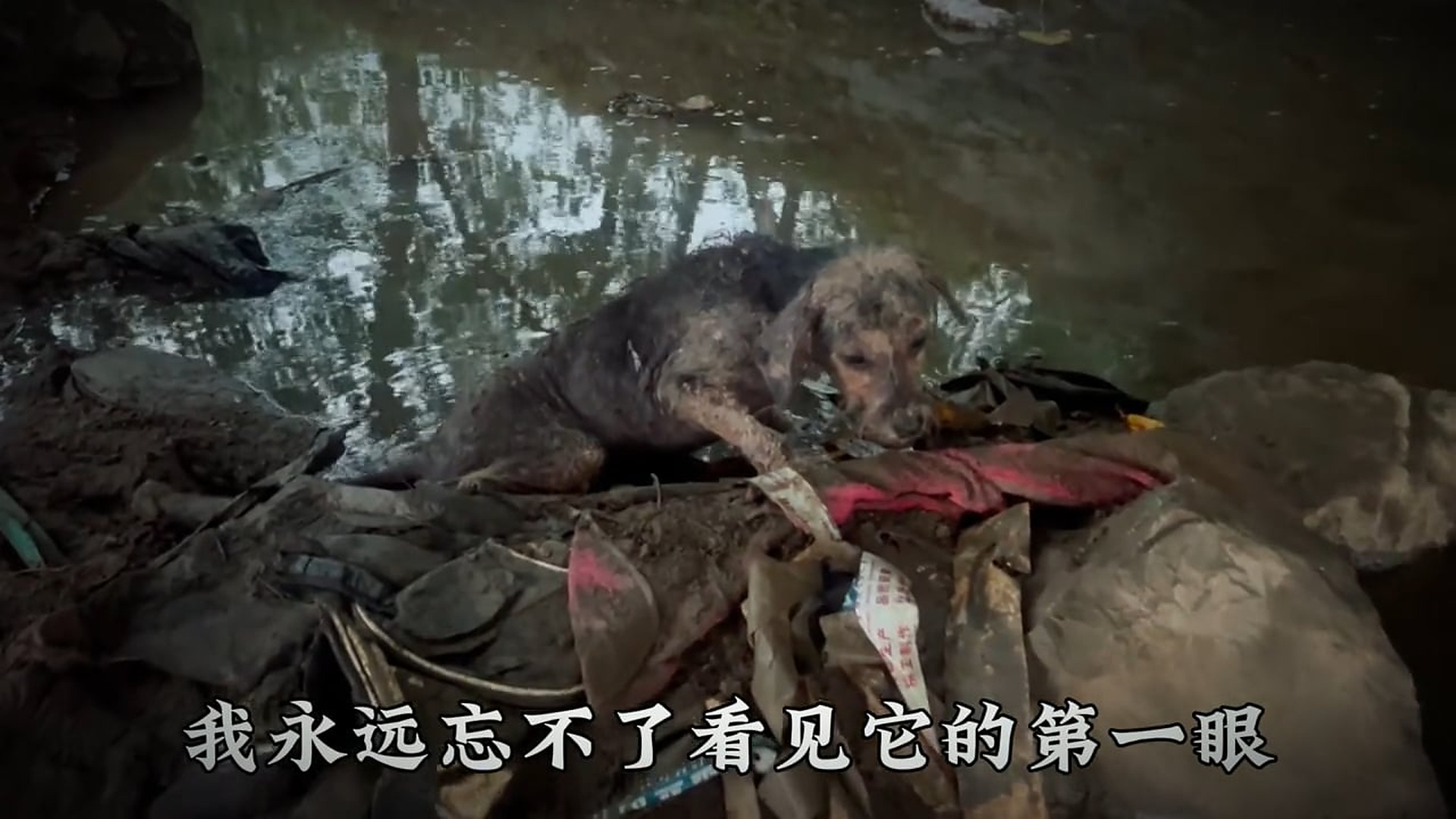 Full rescue here: T2109049_Animal Rescue Story That Will Melt Your Heart