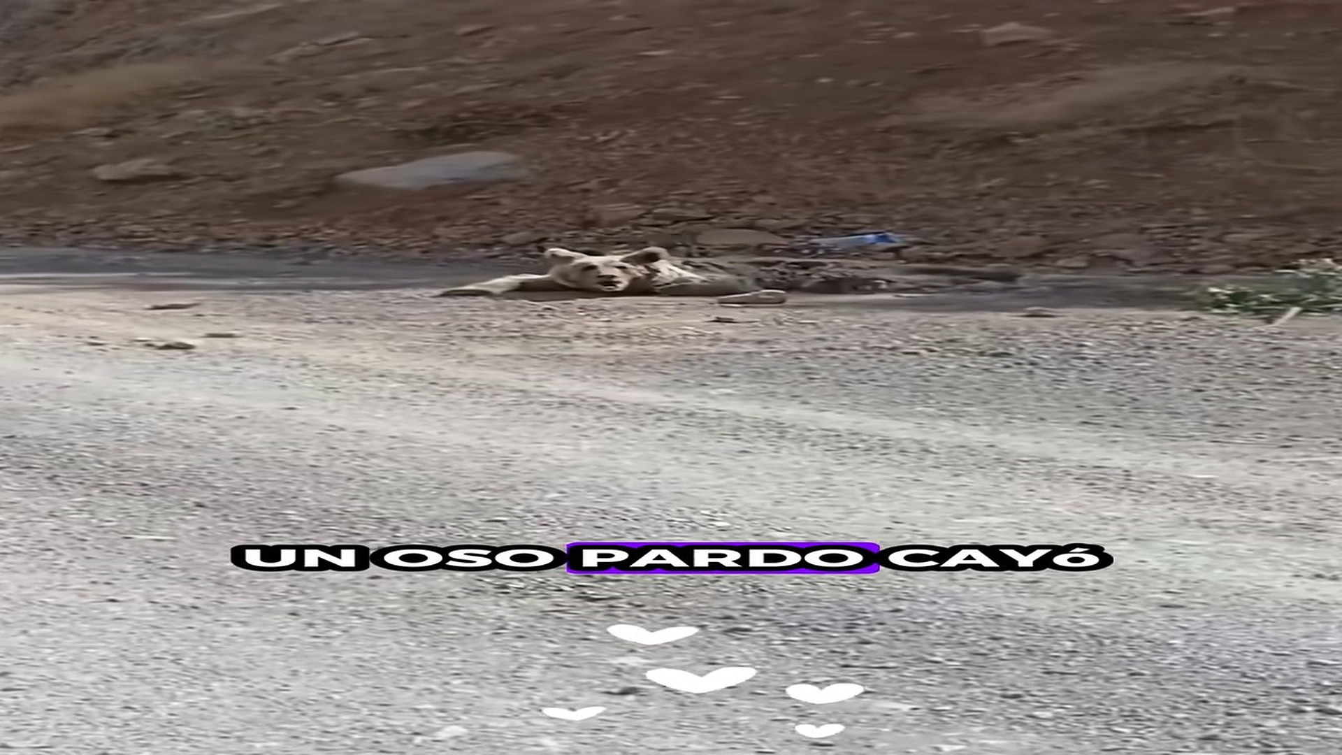 Full rescue here: T2109043_A Small Animal Was Desperately Waiting For Help