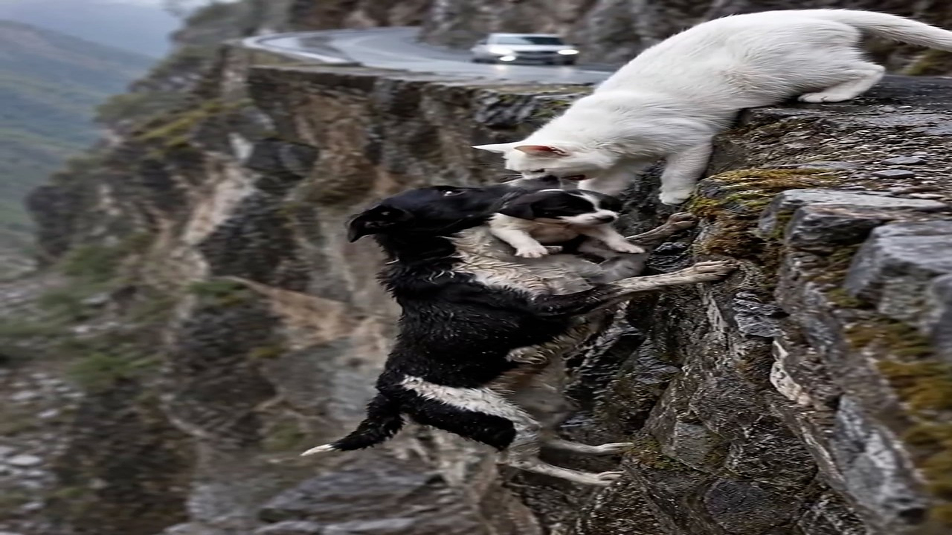 Full rescue here: T2409008_please help A helpless mother dog is hanging edge of a mountai