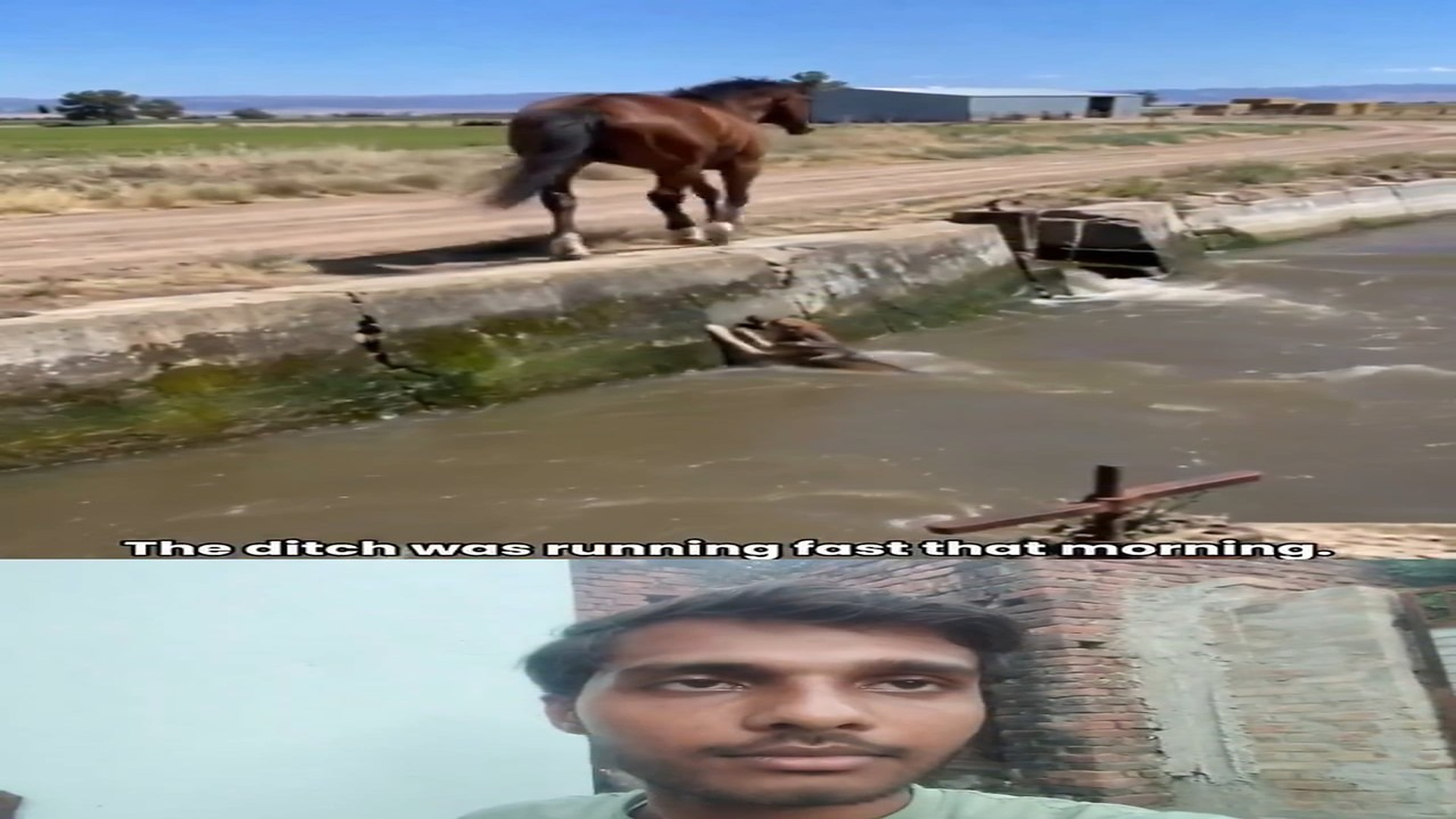 Full rescue here: T2409013_A horse came forward to help another animal that was trapped in a canal and pulled it out, saving its life