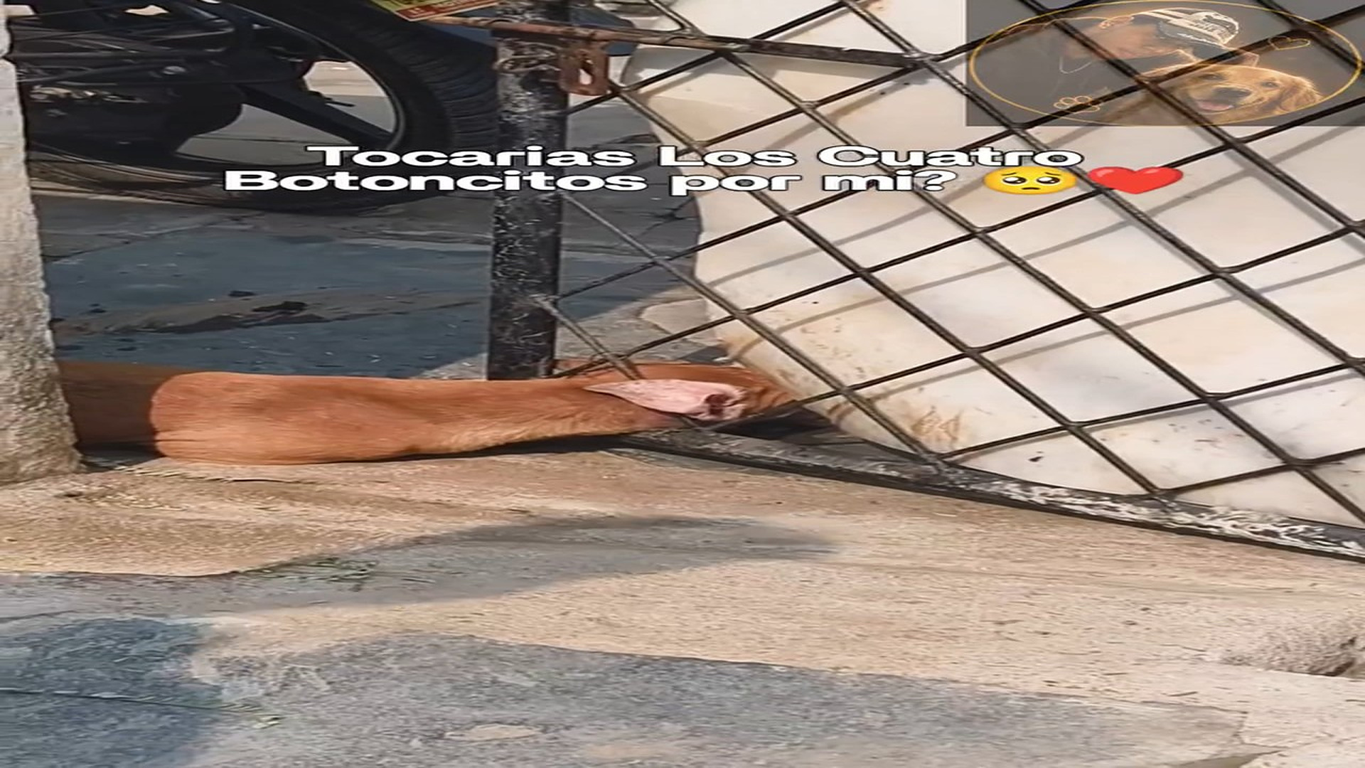 Full rescue here: T2409015_A small dog needed help, and everyone did their best to free it