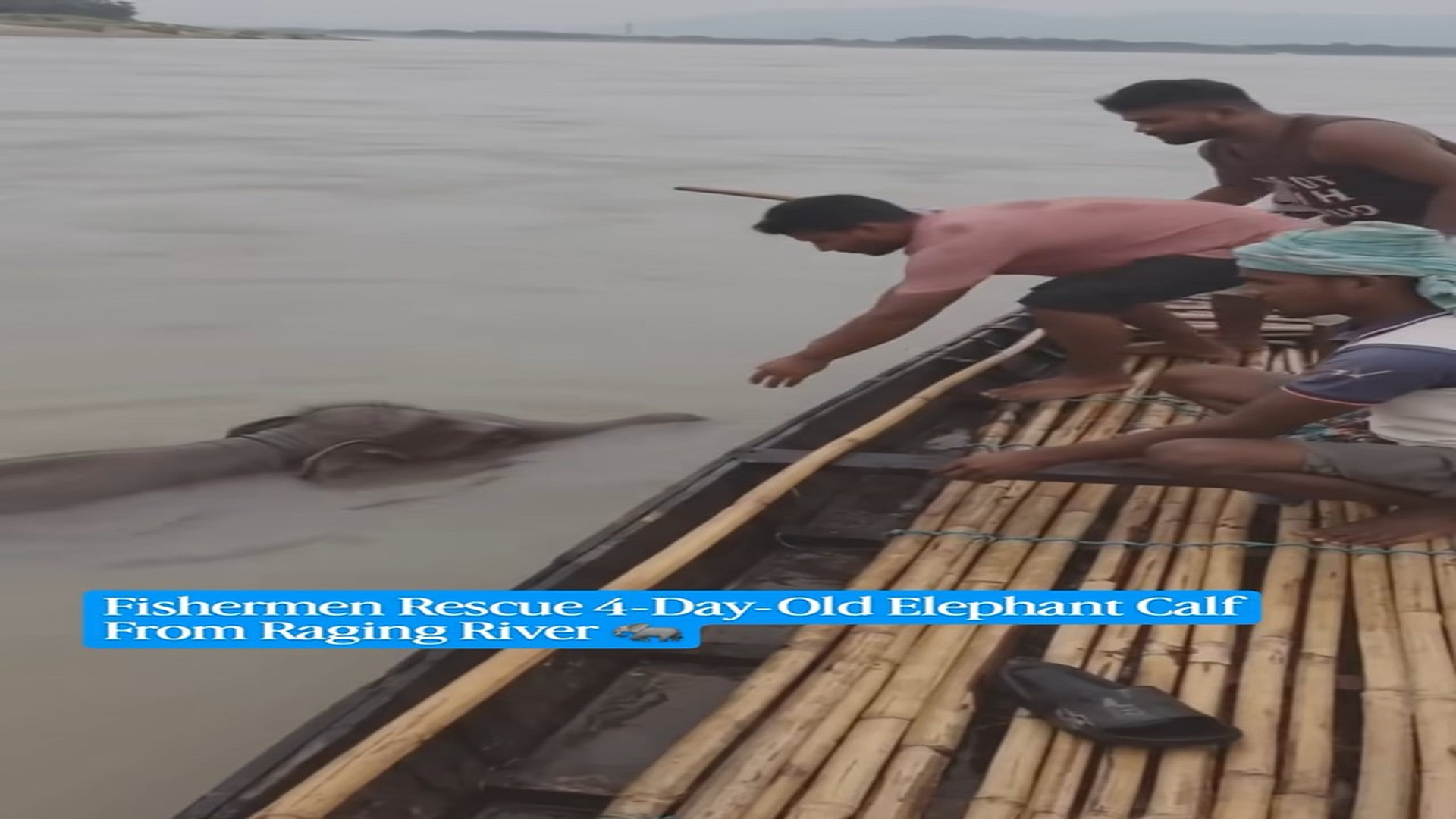 Full rescue here: T2409022_A newborn elephant calf was dramatically rescued after being swept downstream by the strong currents