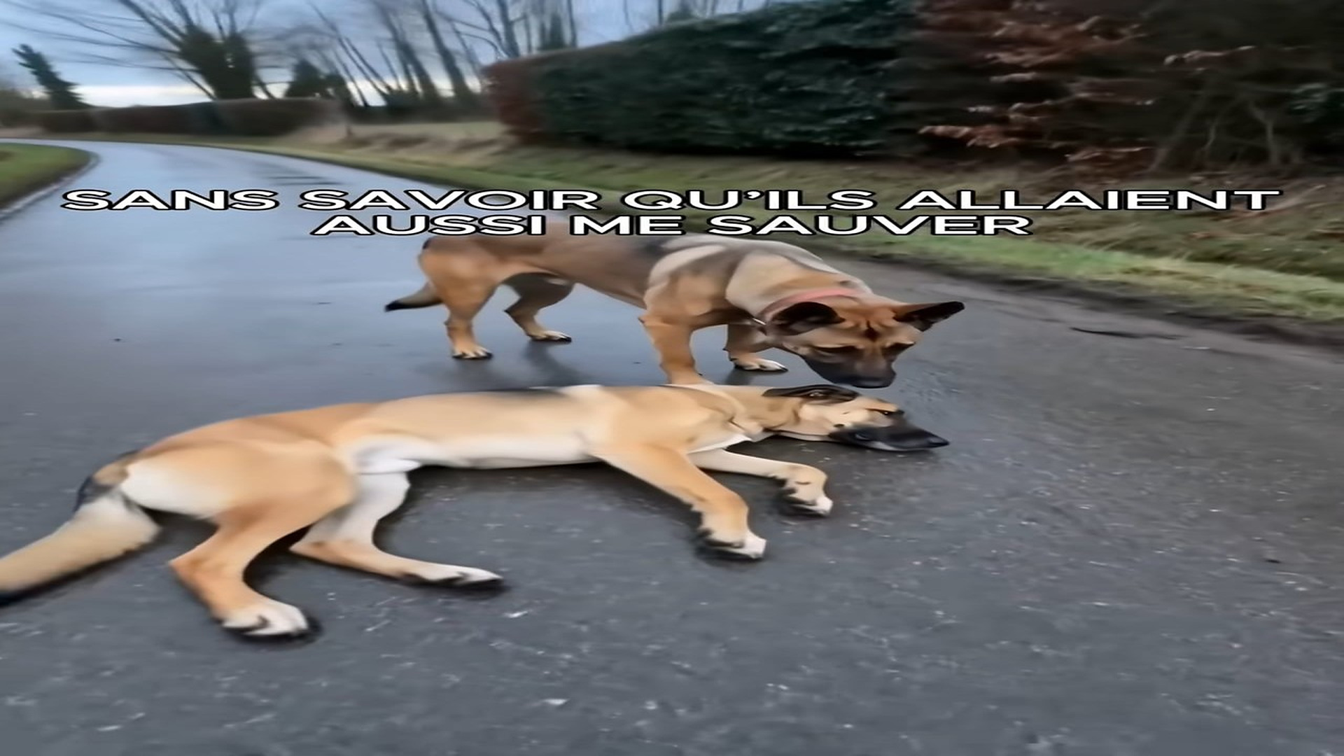 Full rescue here: T2409030_Il a refusé de l’abandonner… alors je les ai tous accueillis. ��