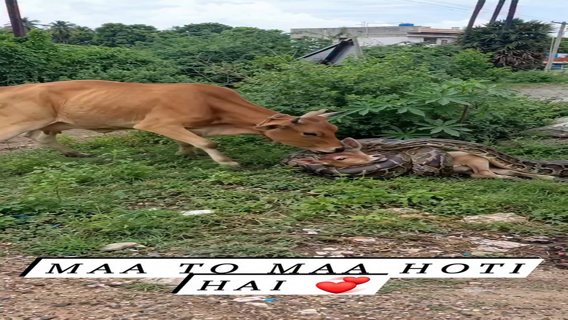 Full rescue here: T2409034_Maa to maa hoti hai Amaresh Jaiswal