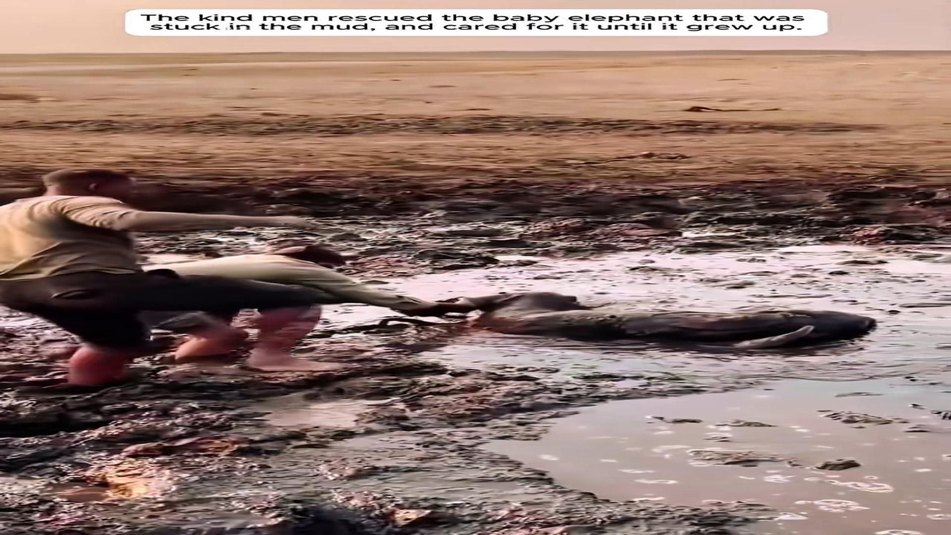Full rescue here: T2409037_Heartbreaking Rescue Of A Helpless Animal