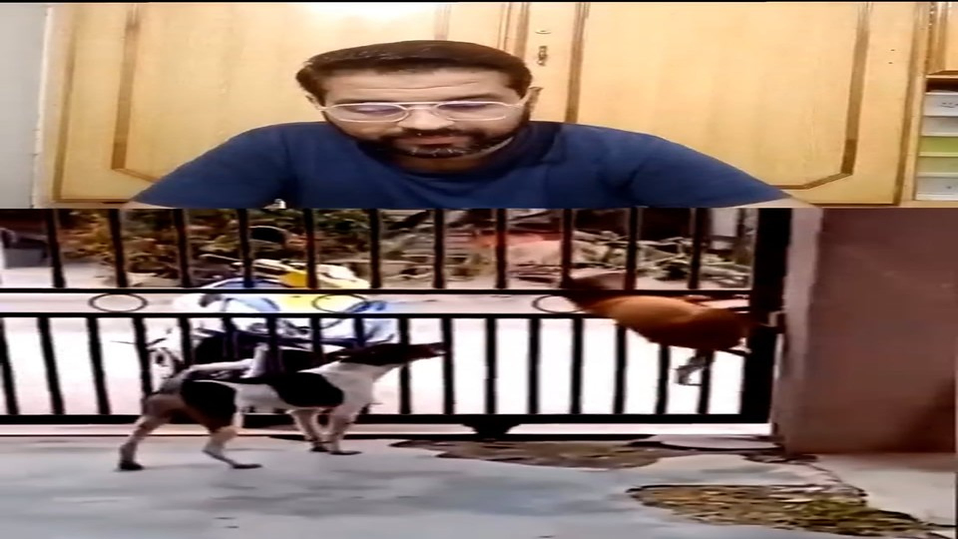 Full rescue here: T2409038_No one is smarter than a dog
