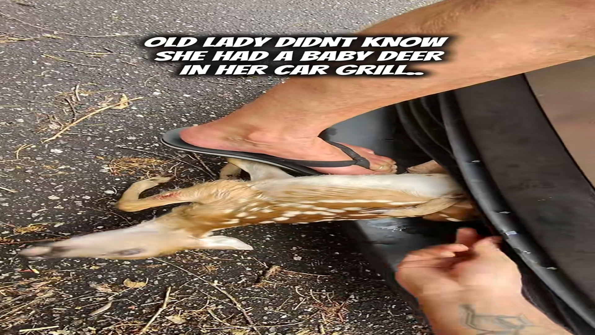 Full rescue here: T2409042_Poor old lady didn’t know she had a baby deer in her grill, I waved her down and told her. She asked