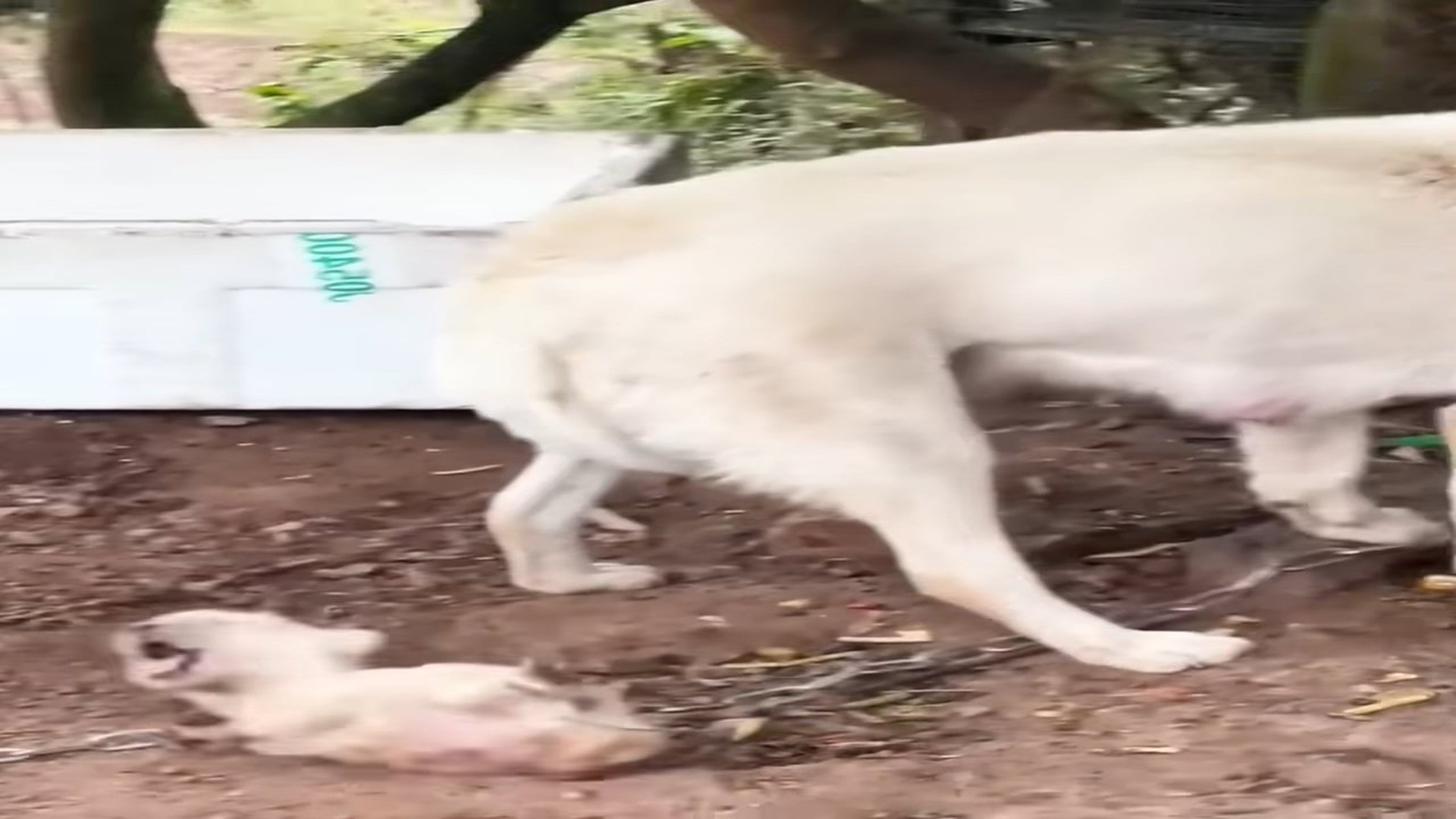 Full rescue here: T2409043_Puppy bitten by mother dog, screaming, owner ignores