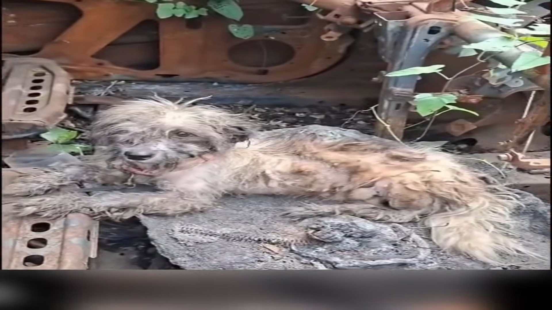 Full rescue here: T2409064_The Puppy Is Too Desperate After Many Misfortunes Happy Ending