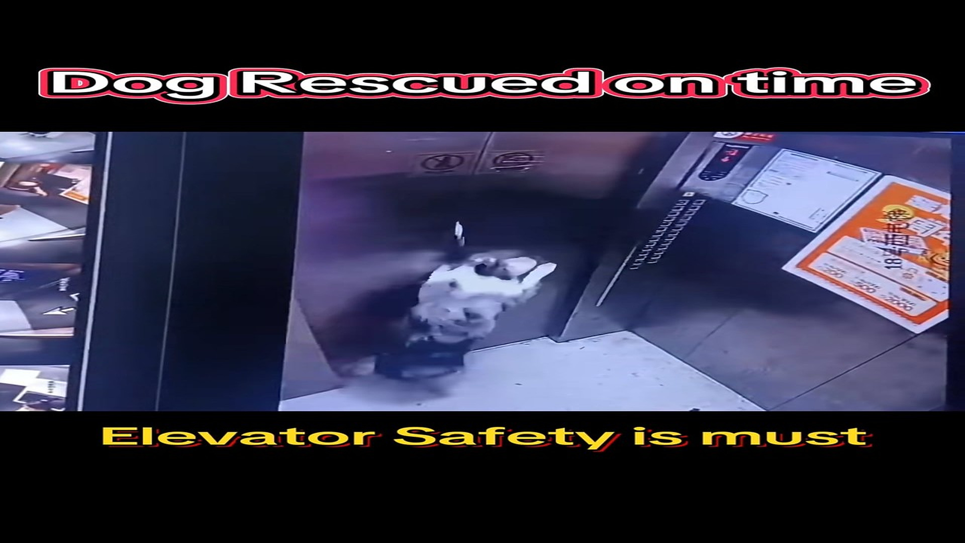 Full rescue here: T2409053_Shocking Elevator Rescue �� Dog Saved Just in Time ⚠️ this to raise awareness and help pr