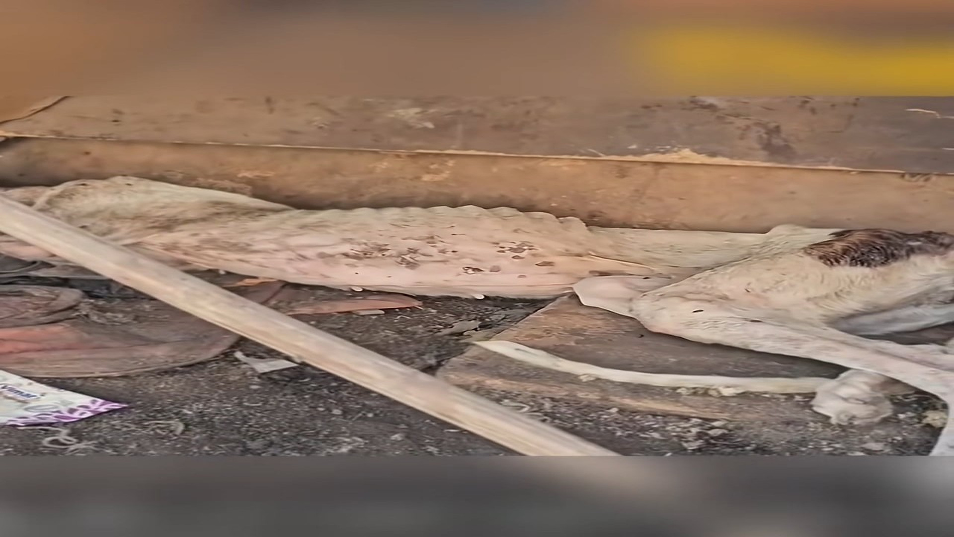 Full rescue here: T2409050_She was left amidst the trash, frozen and waiting to die, unaware that her life was only just truly