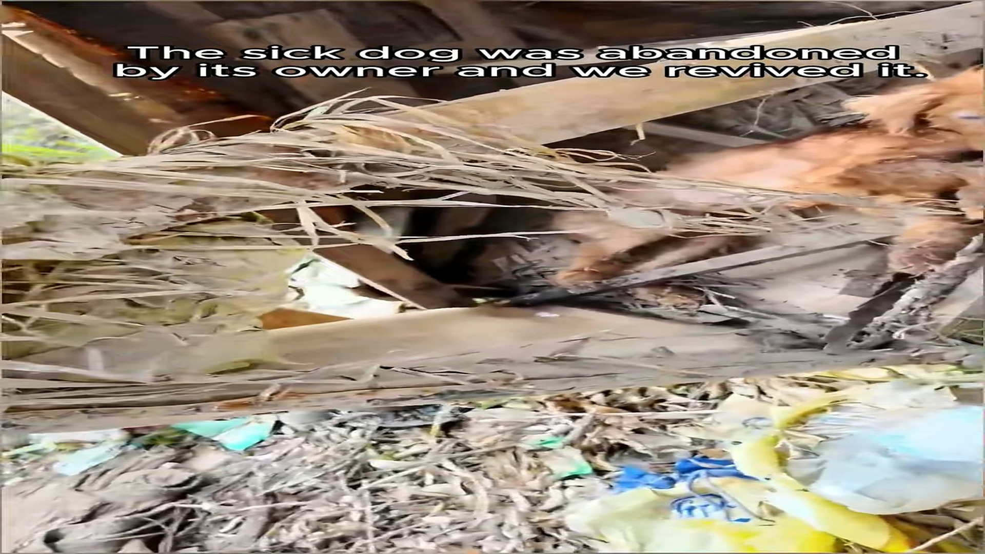 Full rescue here: T2409066_The sick dog was abandoned by its owner and we revived it