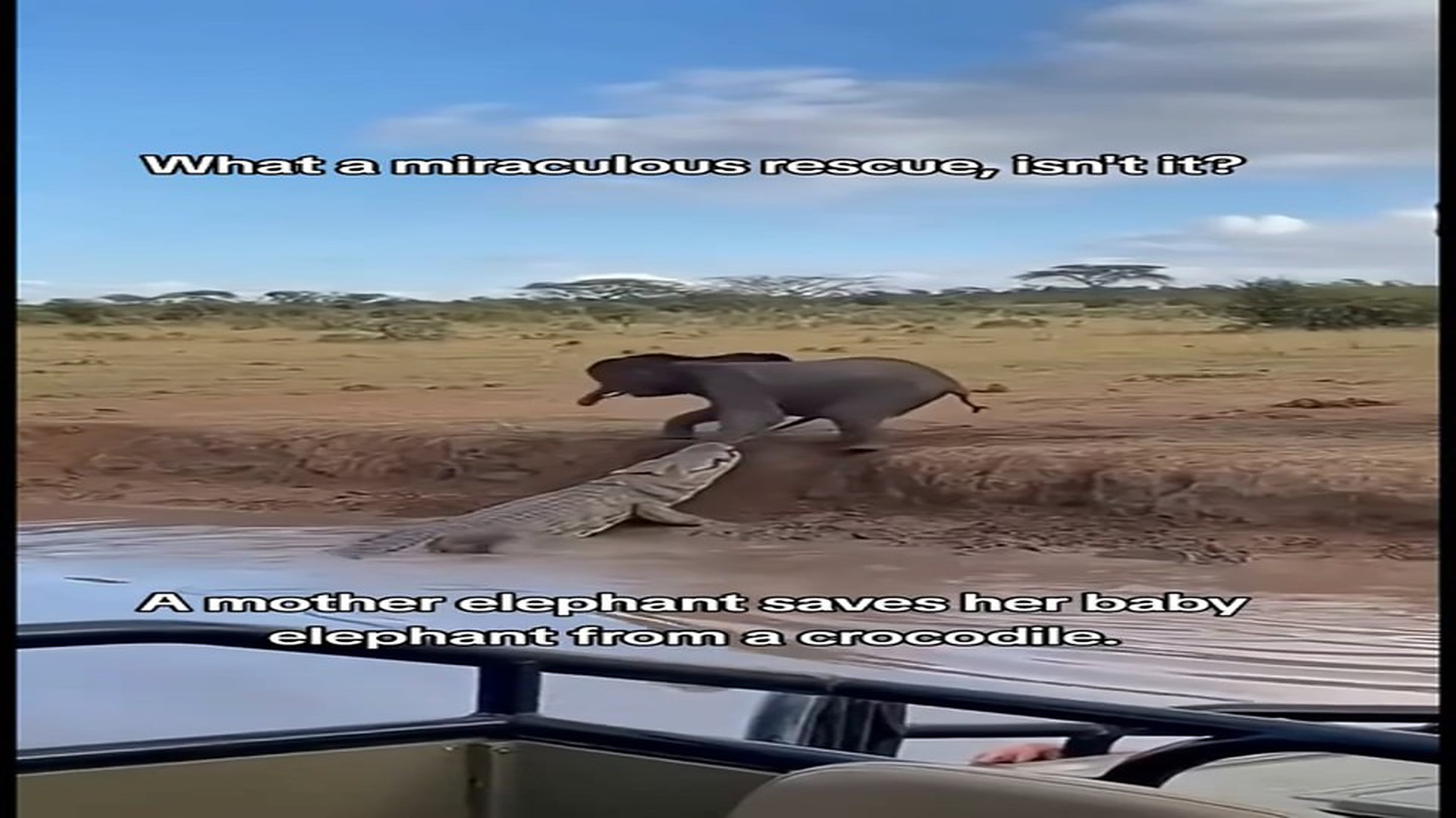 Full rescue here: T2409069_What a miraculous rescue, isn't it A mother elephant saves her baby elephant from a crocodile