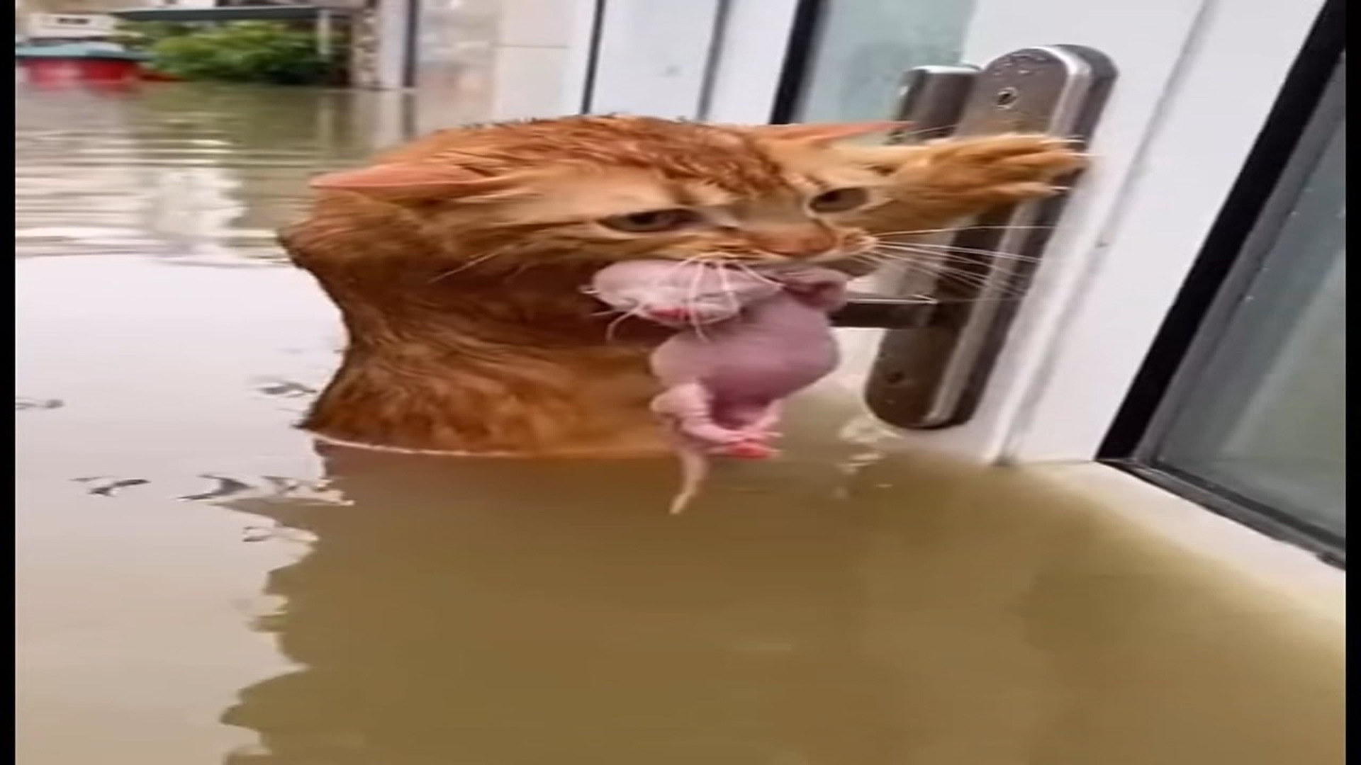 Full rescue here: T3008056_She Saved Her Newborn Flood!