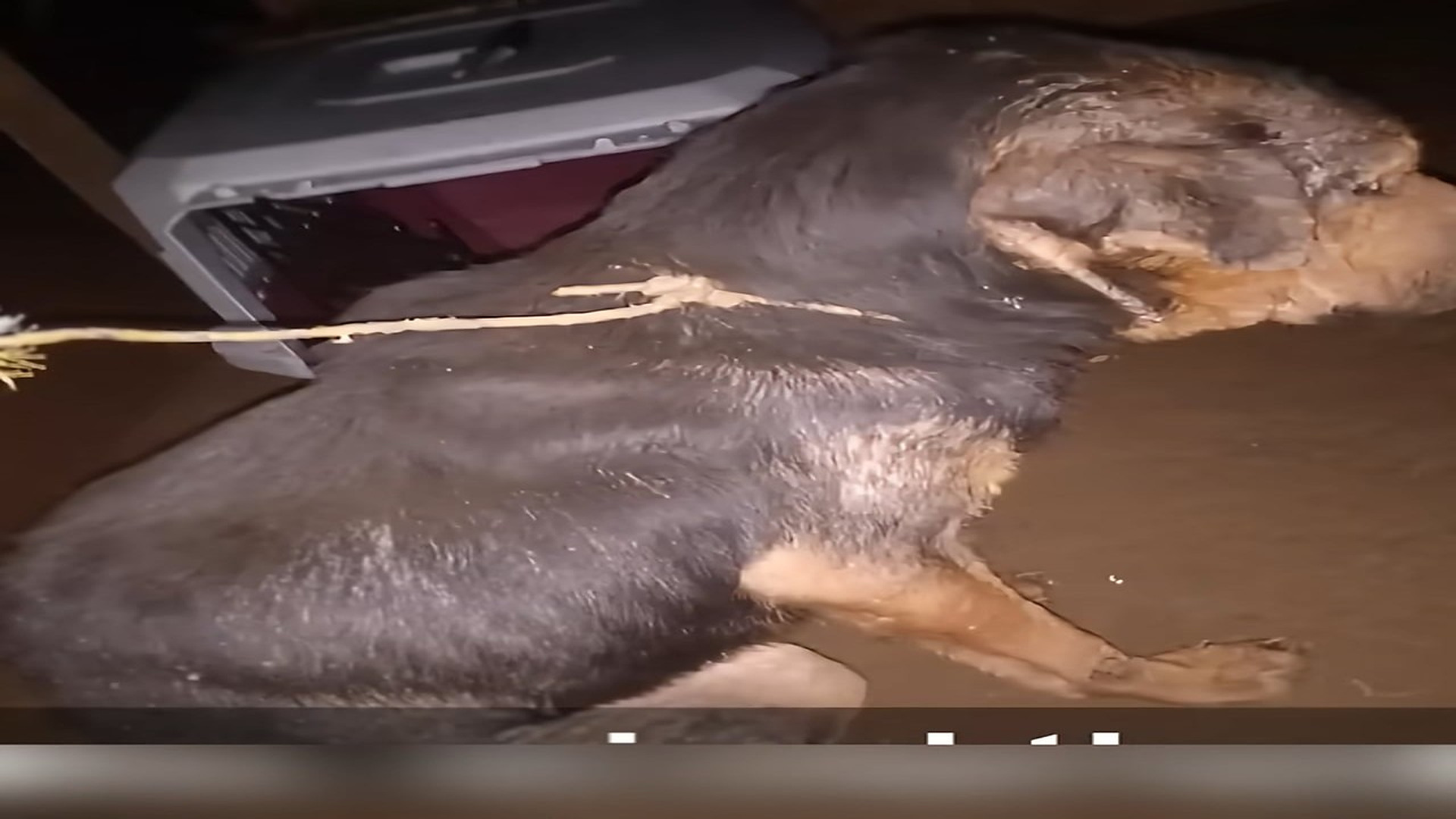 Full rescue here: T3008055_Shackled and humiliated his entire life, he burst into tears when he finally had a bed. #