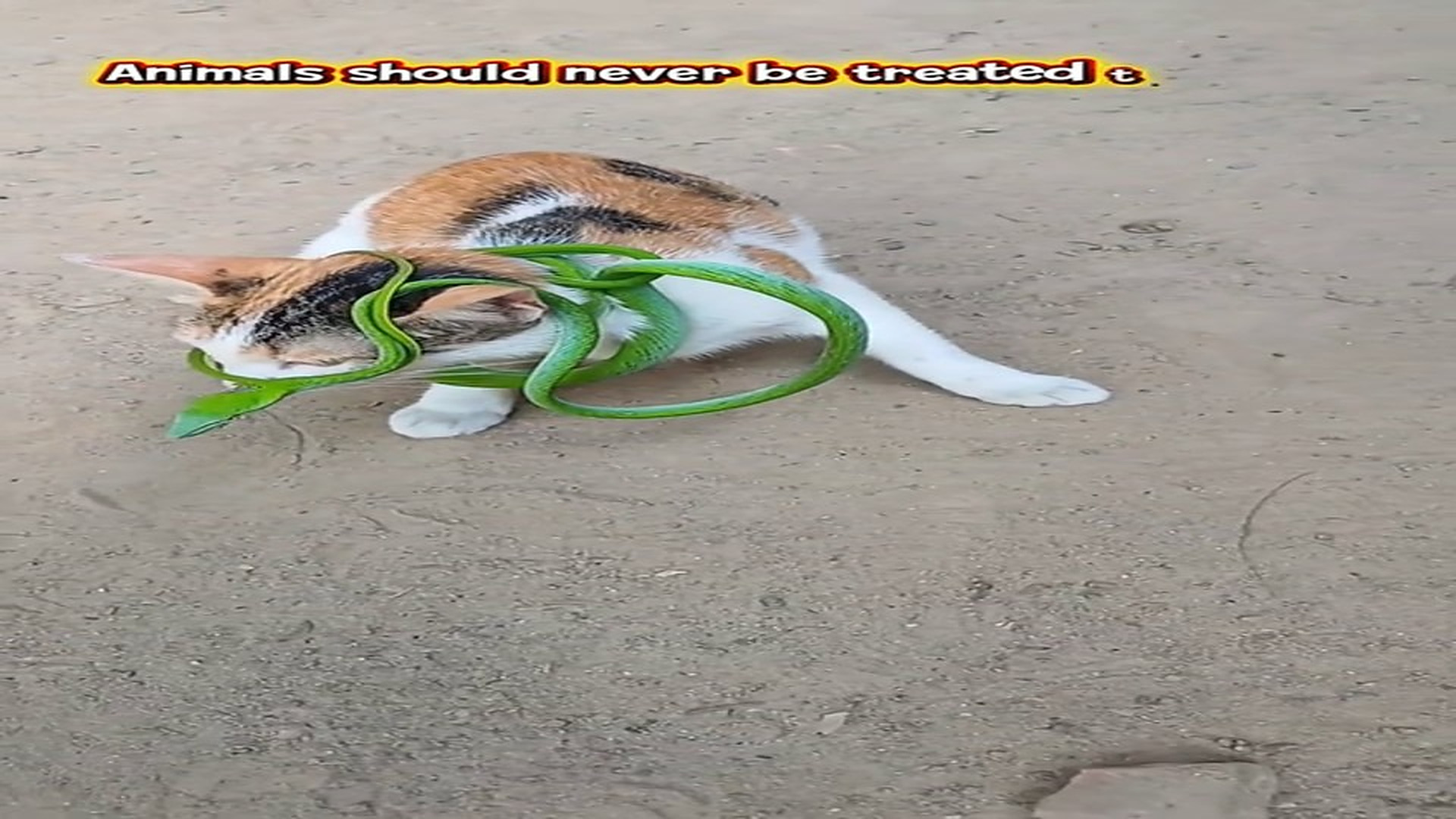 Full rescue here: T3008054_Please don t scroll past this. is an example of what no animal