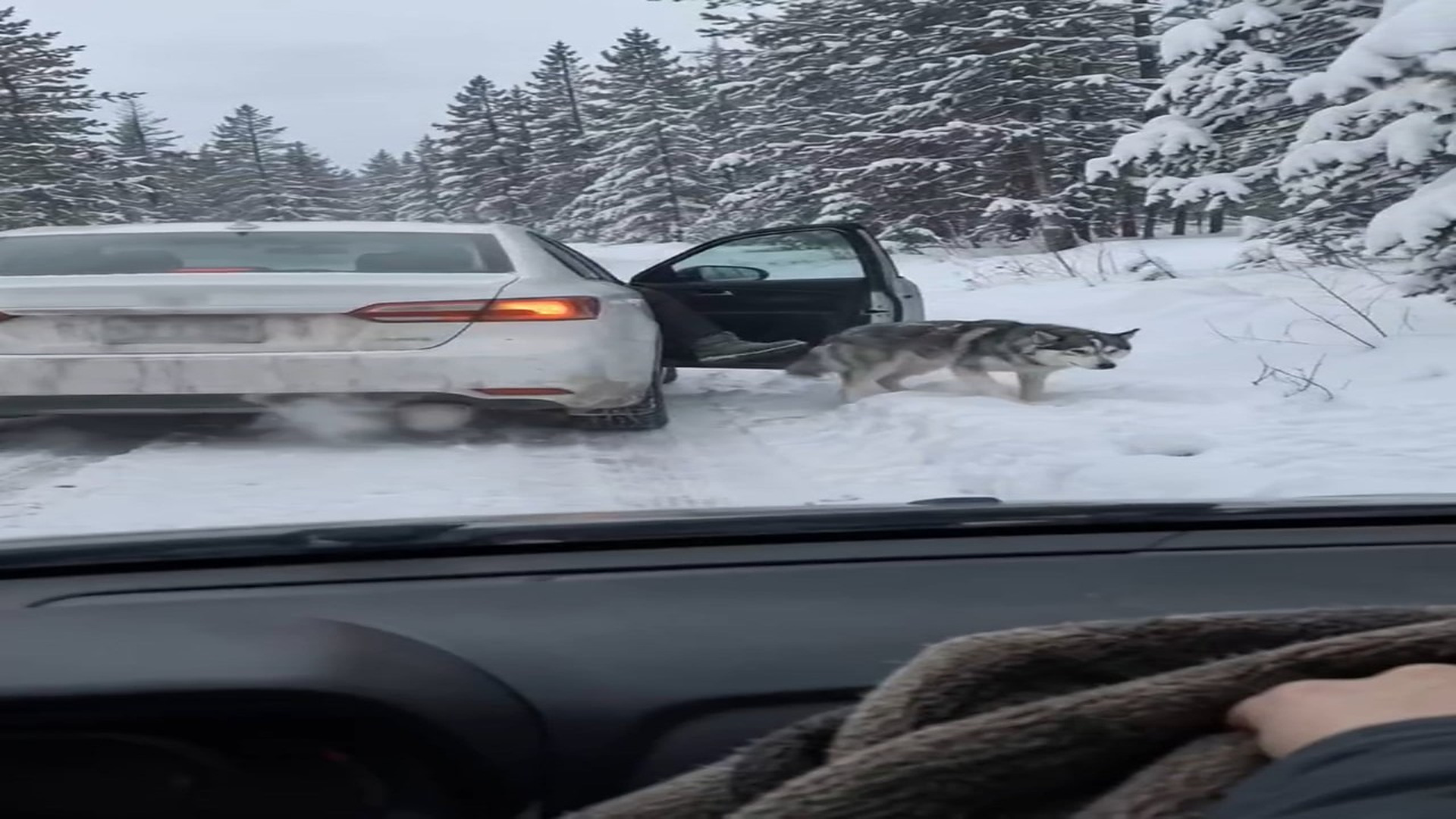 Full rescue here: T3008053_Left behind in freezing snow, but warmth safety arrived just in time