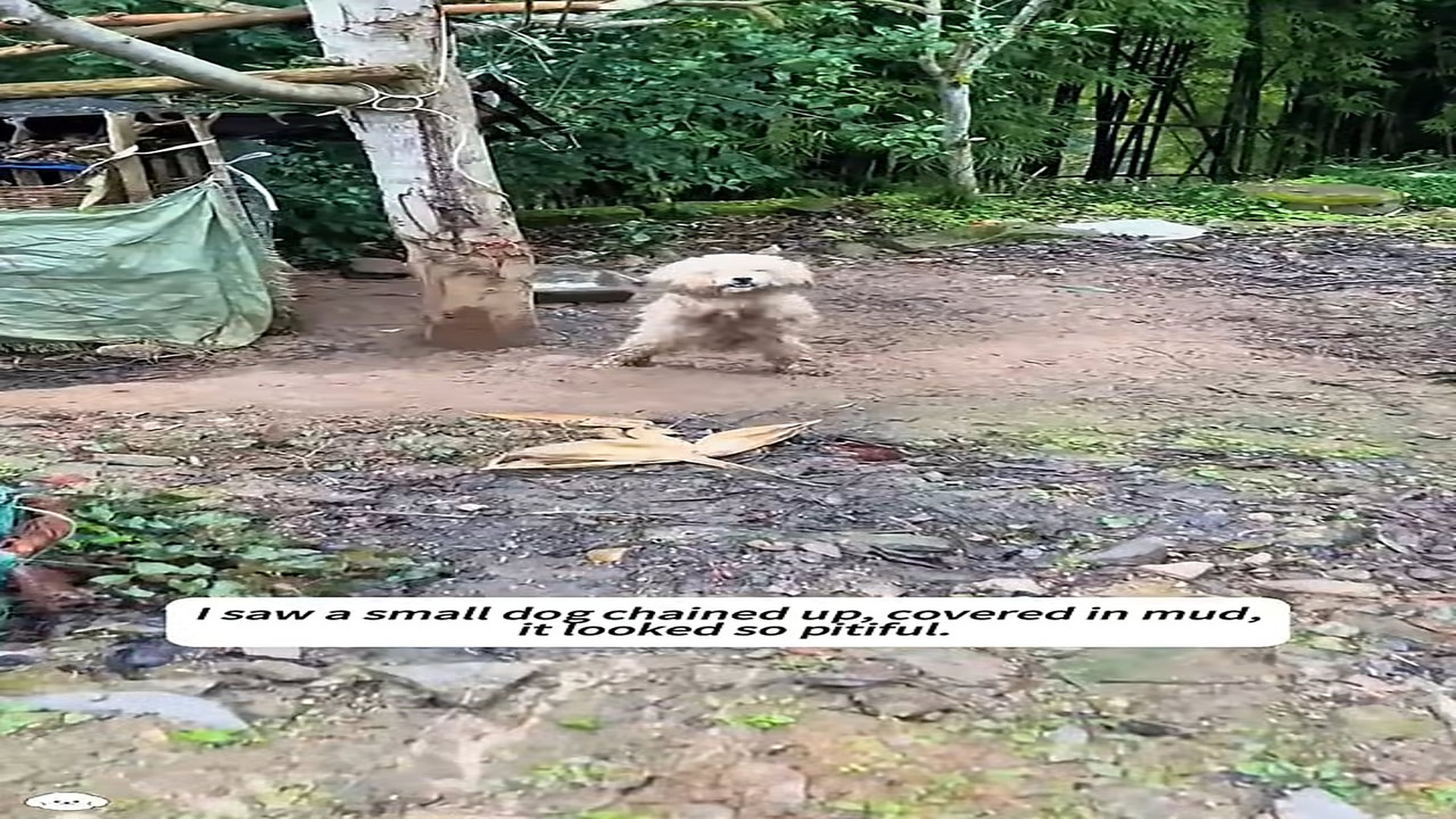 Full rescue here: T3008052_I saw a small dog chained up covered in mud it looked so pitiful. rescue animal fyp animalrescu