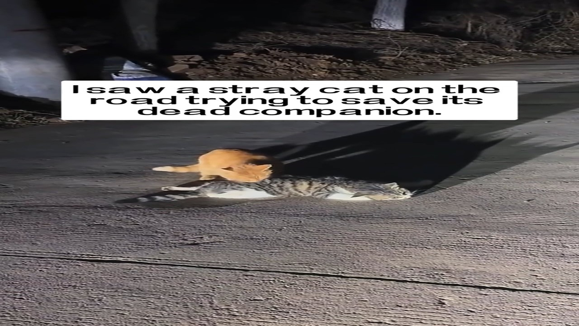 Full rescue here: T3008051_I rescued a stray cat that lost its companion