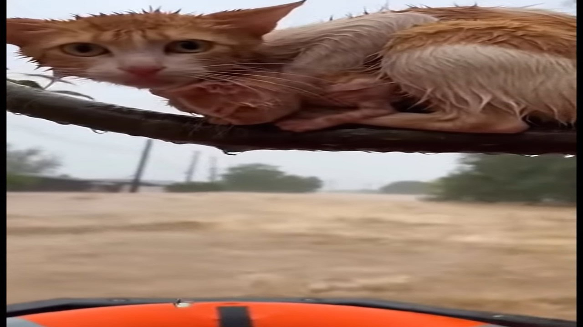 Full rescue here: T3008049_Flooded Tree to Safe Haven A Mother Cat & Kittens