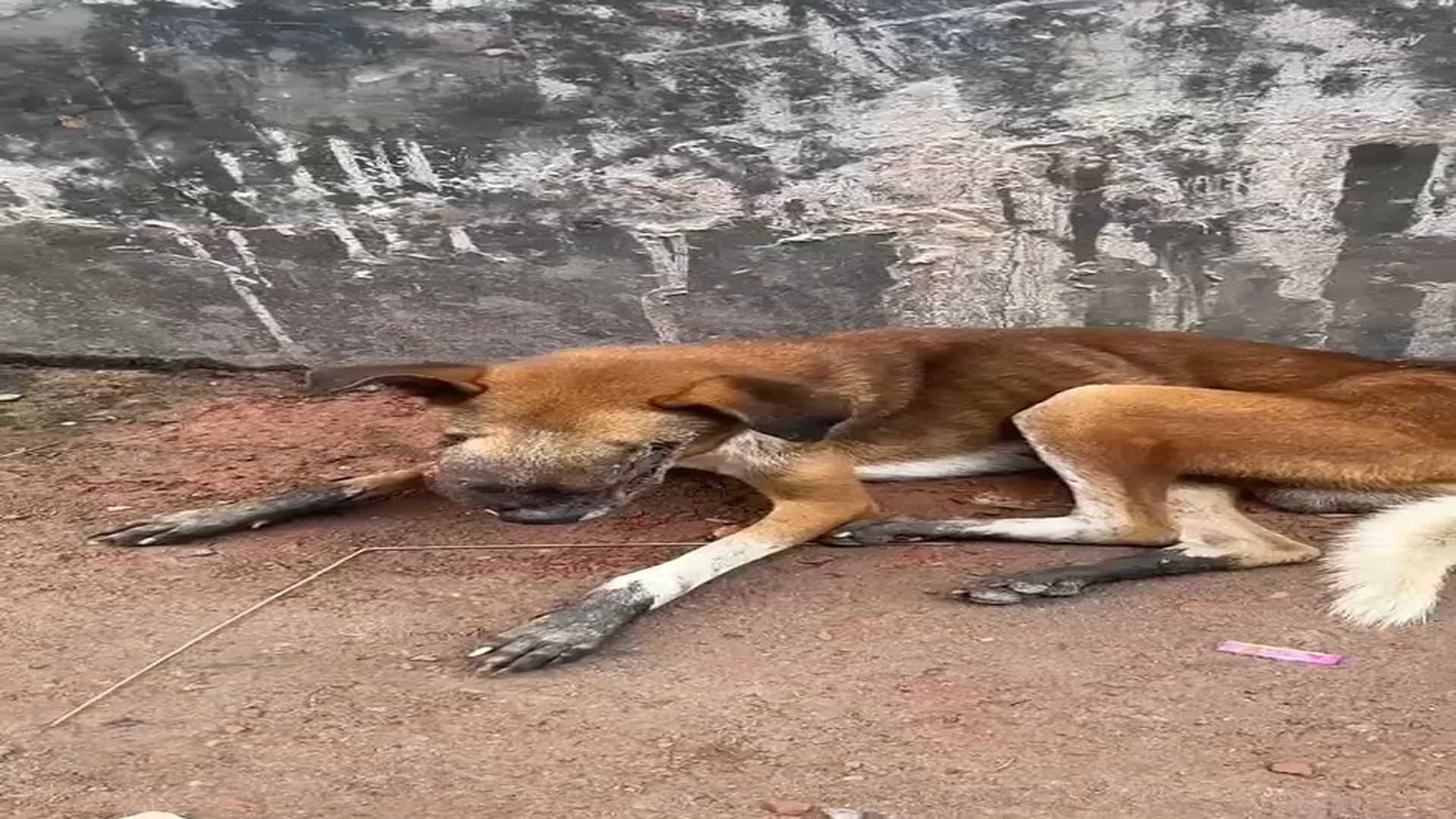 Full rescue here: T3008048_Helpless Animal Found Struggling Alone