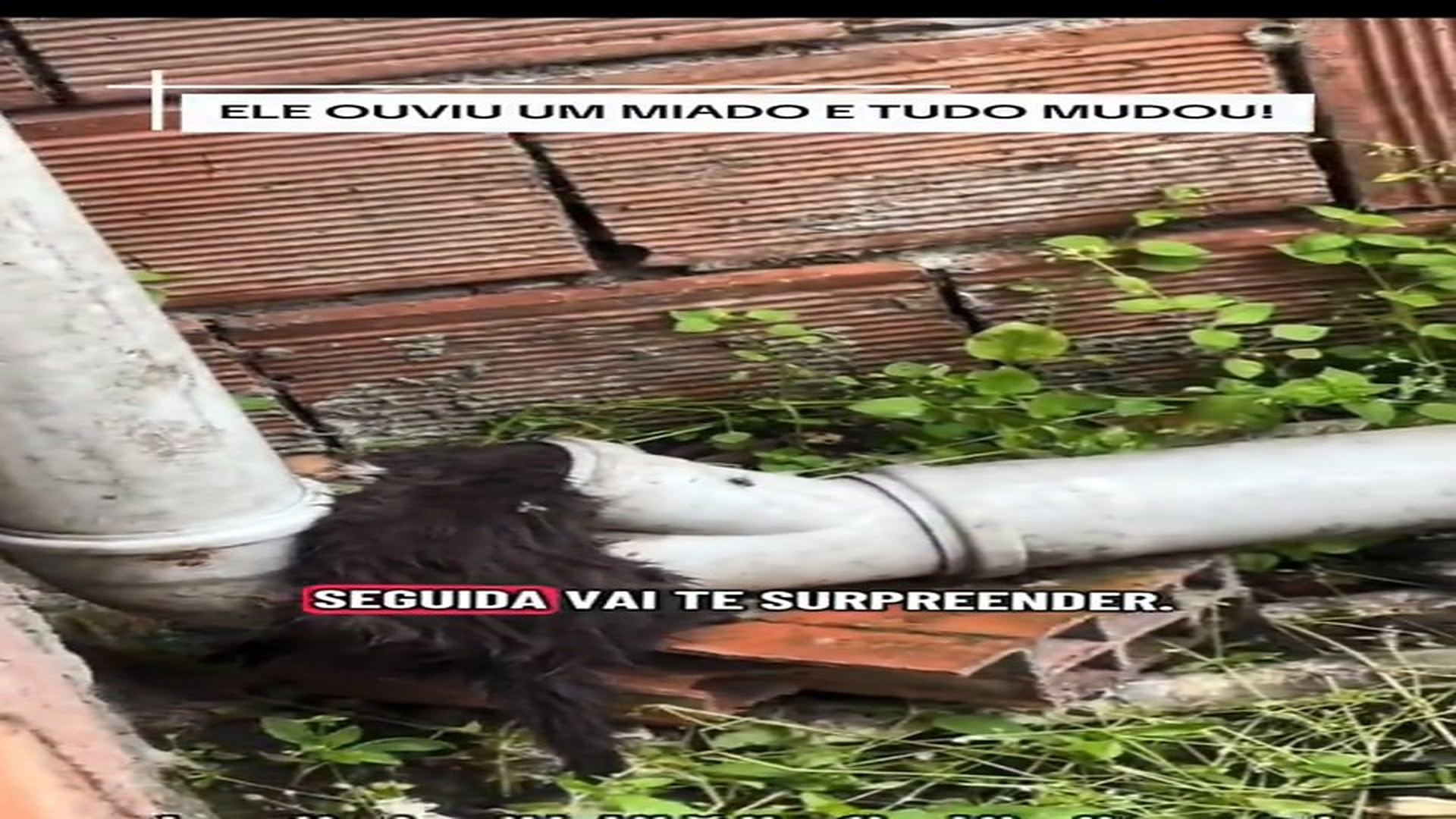Full rescue here: T3008043_He found this kitten stuck in a pipe and saved its life!