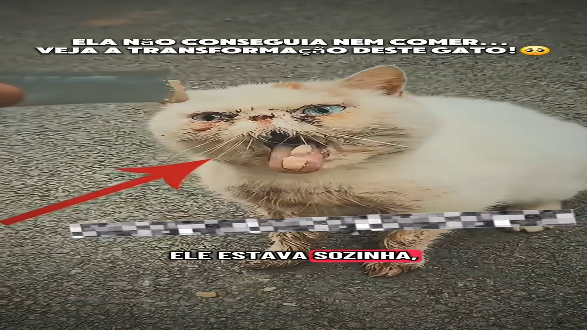 Full rescue here: T3008042_She couldn't even eat Look at this cat's transformation!