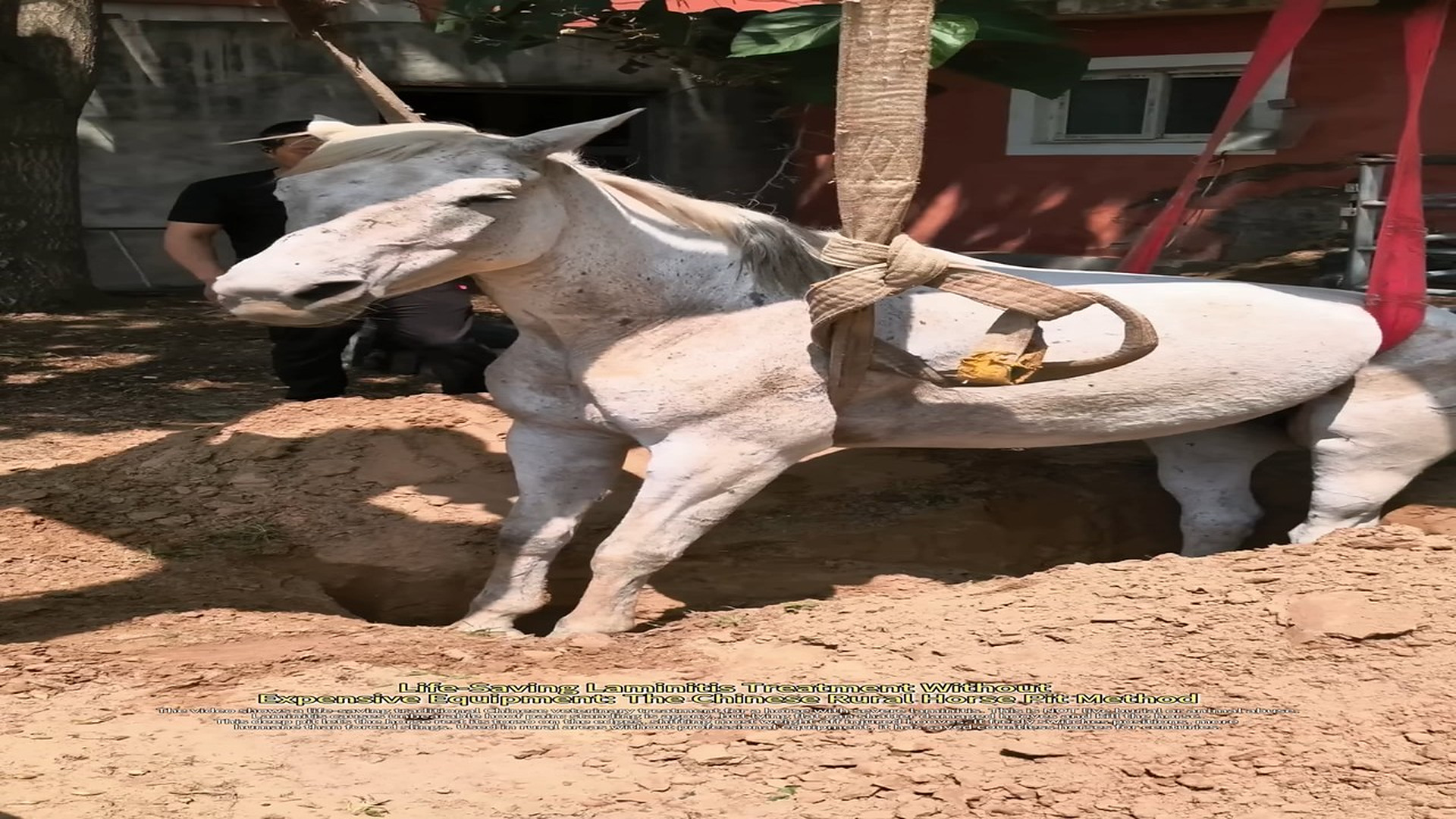Full rescue here: T3008036_Ancient Wisdom Saves Horses Surprising Deep Pit Treatment Deadly Equine Laminitis
