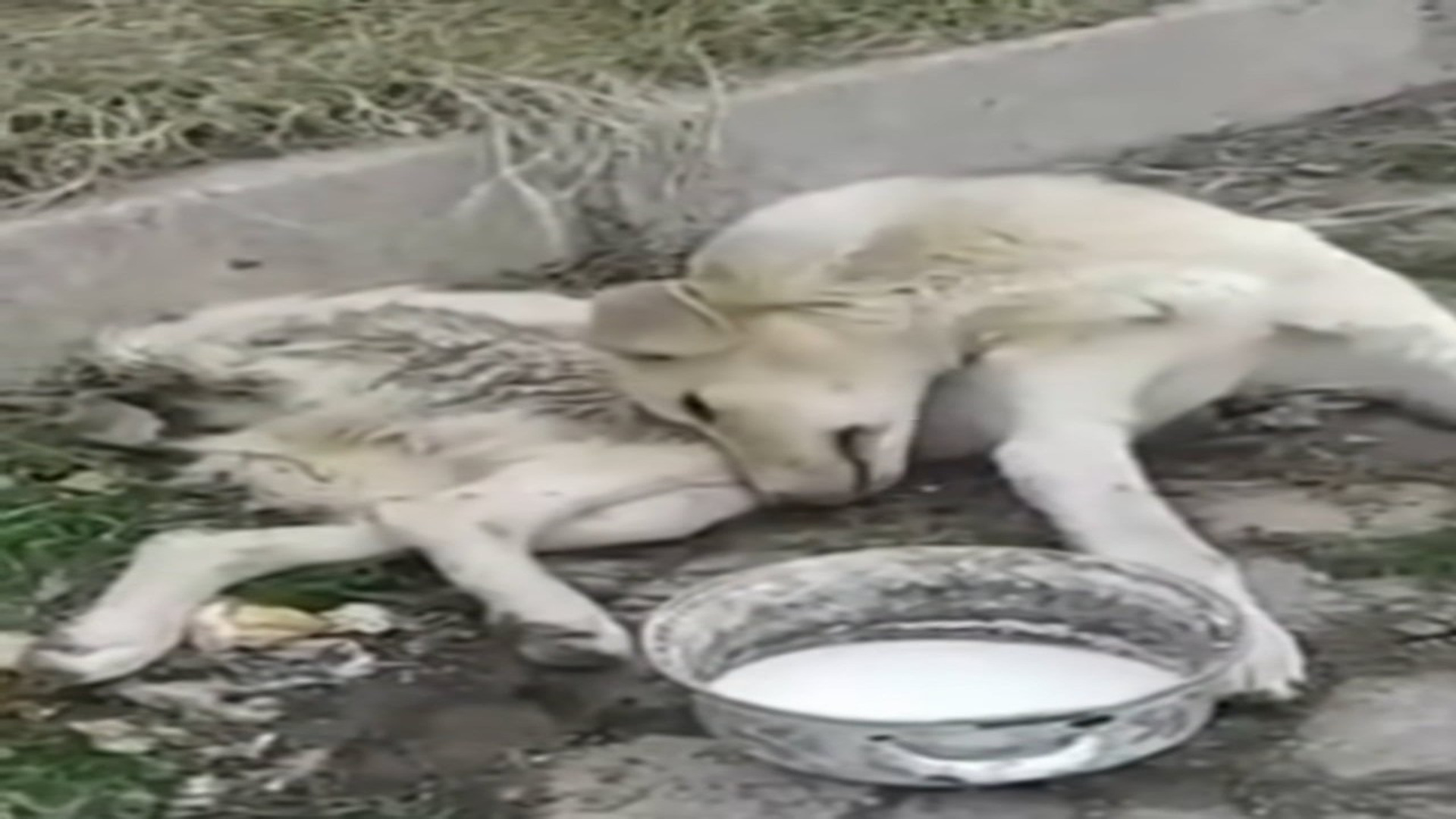 Full rescue here: T3008034_A helpless dog lay on the sidewalk while hundreds of people walked by without stopping!