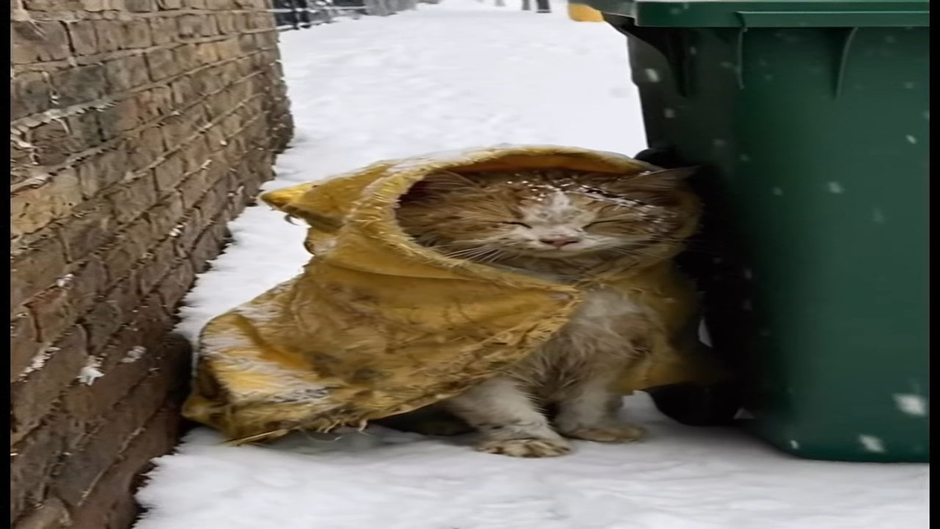 Full rescue here: T3008033_A Boy s Act of Kindness Rescuing a Freezing Cat