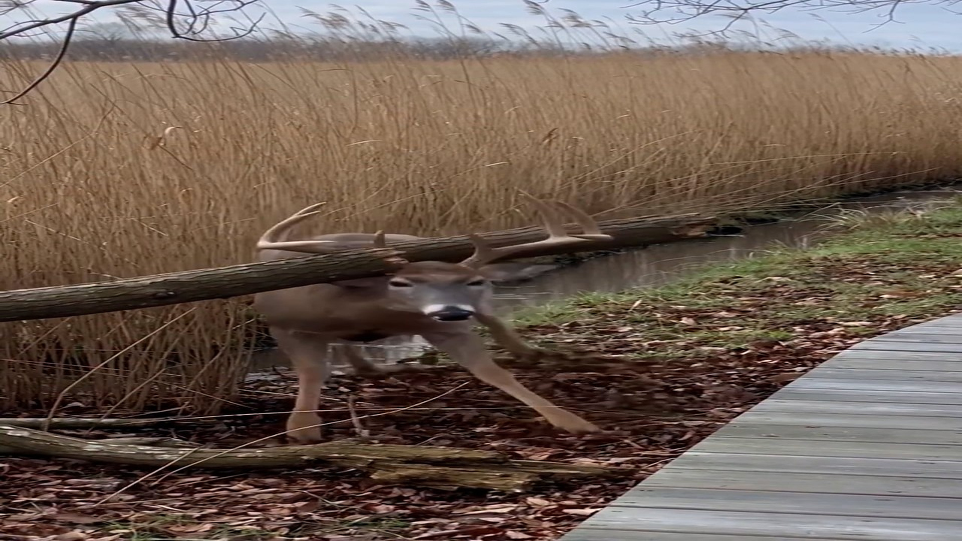 Full rescue here: T3008030_deer was trapped in fear, but one kind act gave it chance to be