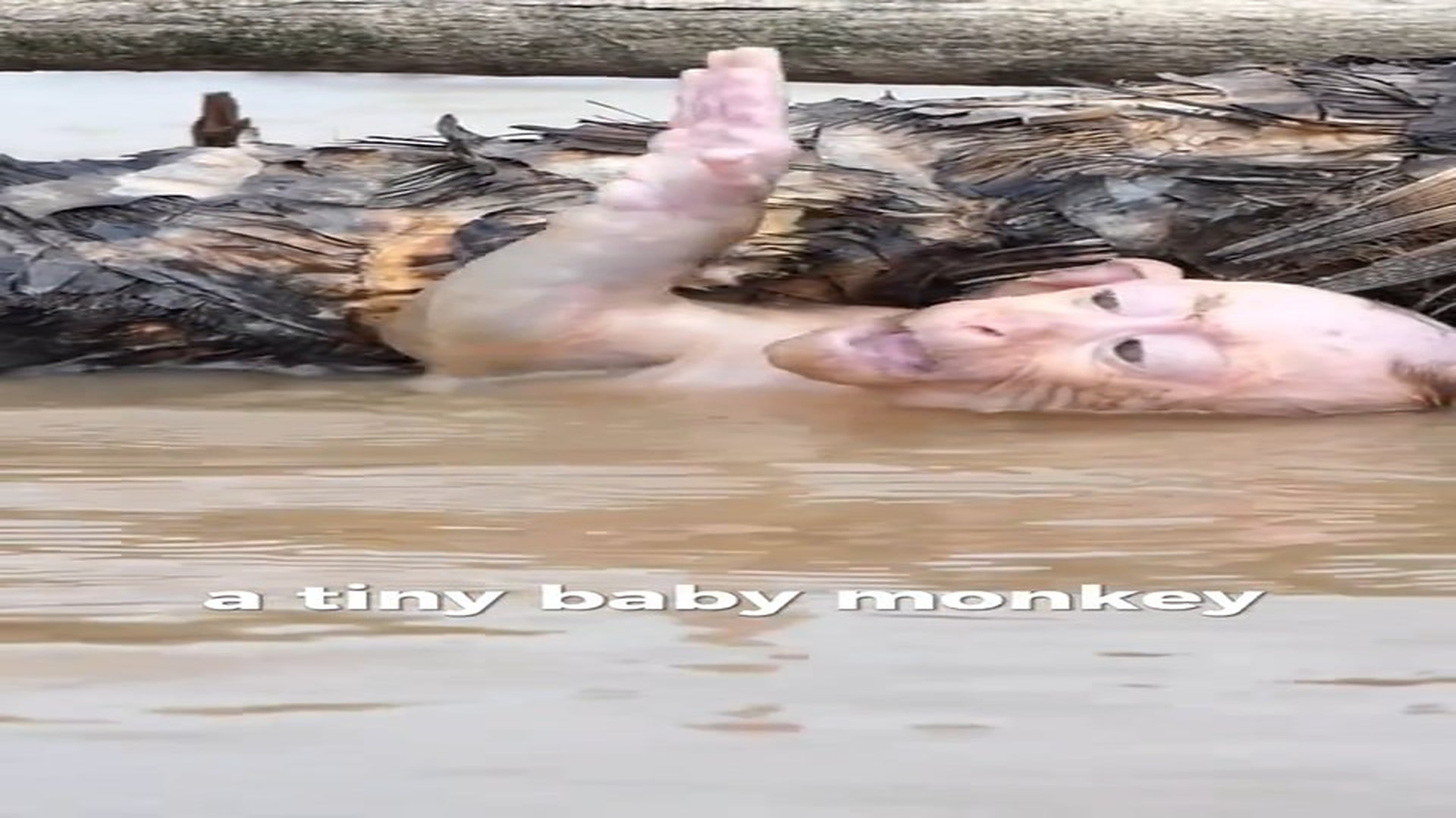 Full rescue here: T3008015_baby monkey is trapped near a tree crying help babylove mo