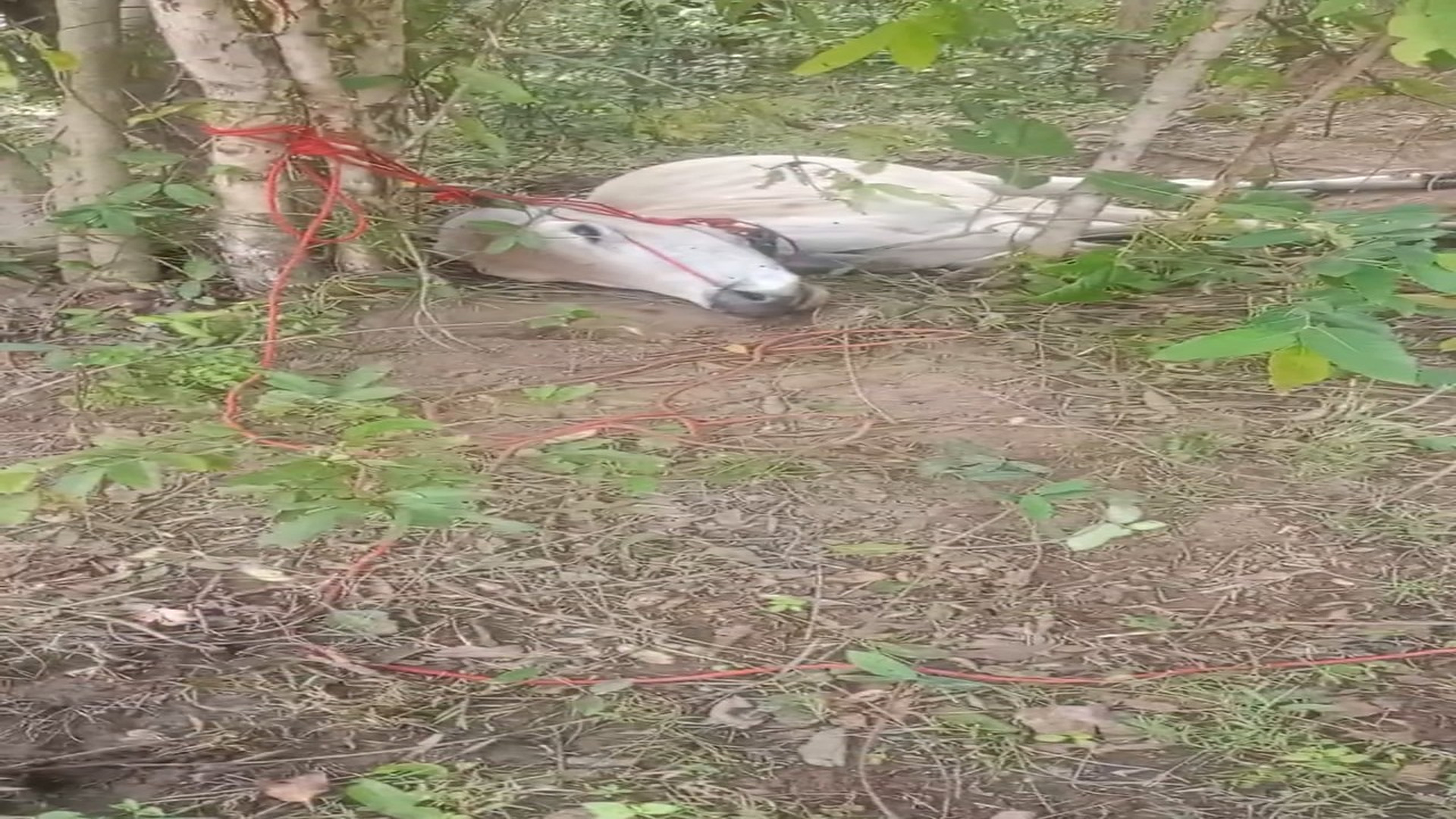 Full rescue here: T3008005_The story of trying to find the owner of a thief who stole it in the country