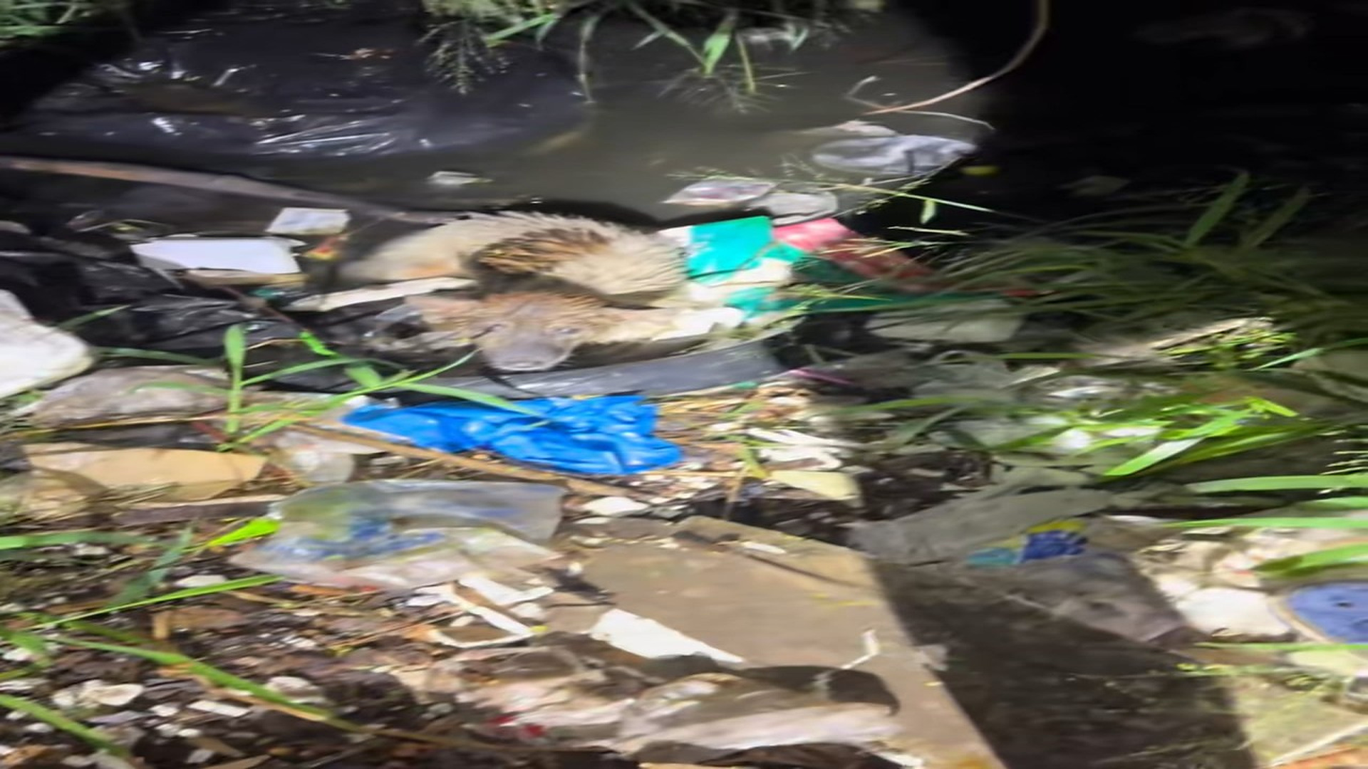 Full rescue here: T3008068_How long have you been sleeping like this Bring it to the hospital for rent, requesting help