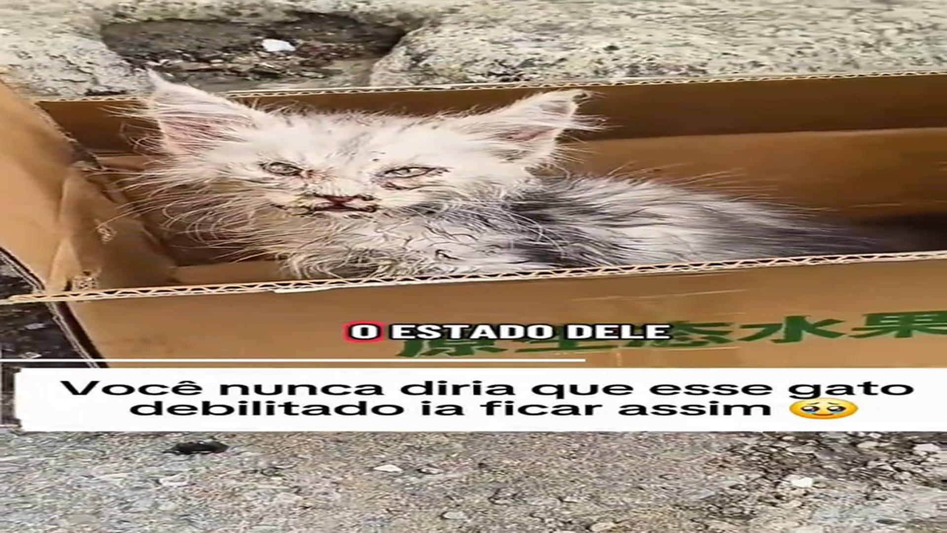 Full rescue here: T3008065_You would never know this weakened cat would turn out like this